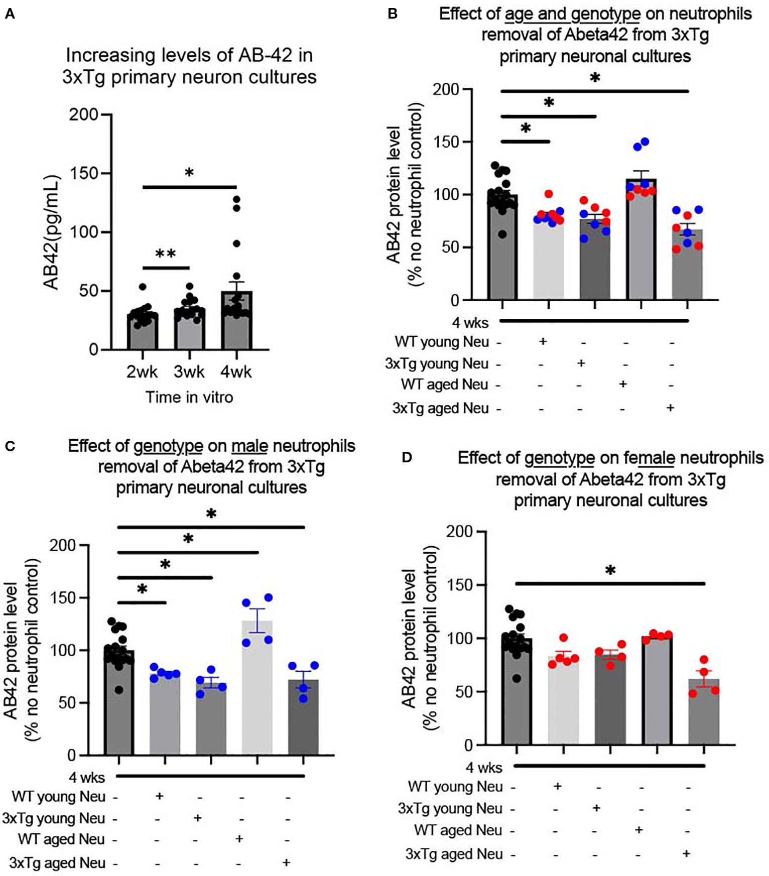(A) Bar chart showing increasing levels of AB-42 in 3xTg primary neuron cultures over two to four weeks. (B) Bar chart depicting the effect of age and genotype on neutrophils' removal of Abeta42 from 3xTg neuronal cultures. (C) Bar chart illustrating the effect of genotype on male neutrophils' removal of Abeta42 from 3xTg neuronal cultures. (D) Bar chart showing the effect of genotype on female neutrophils' removal of Abeta42 from 3xTg neuronal cultures. Asterisks indicate statistical significance.