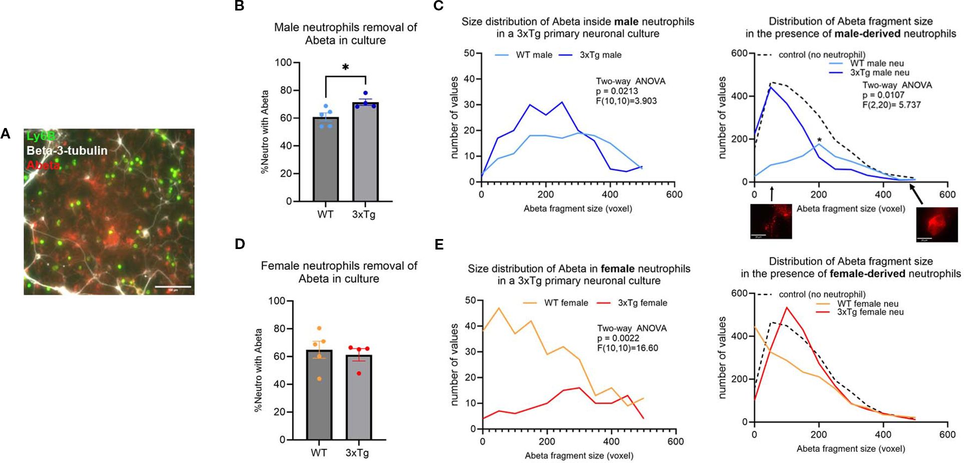 Fluorescent image and graphs showing the distribution of Beta-3-tubulin, Ly6B2, and Abeta in neuronal cultures. Bar graphs (B, D) compare Abeta removal by male and female neutrophils in WT and 3xTg subjects. Line graphs (C, E) depict Abeta fragment size distribution inside and outise neutrophils, analyzed via two-way ANOVA, highlighting differences between WT and 3xTg models for both male and female samples, with and without neutrophils present.