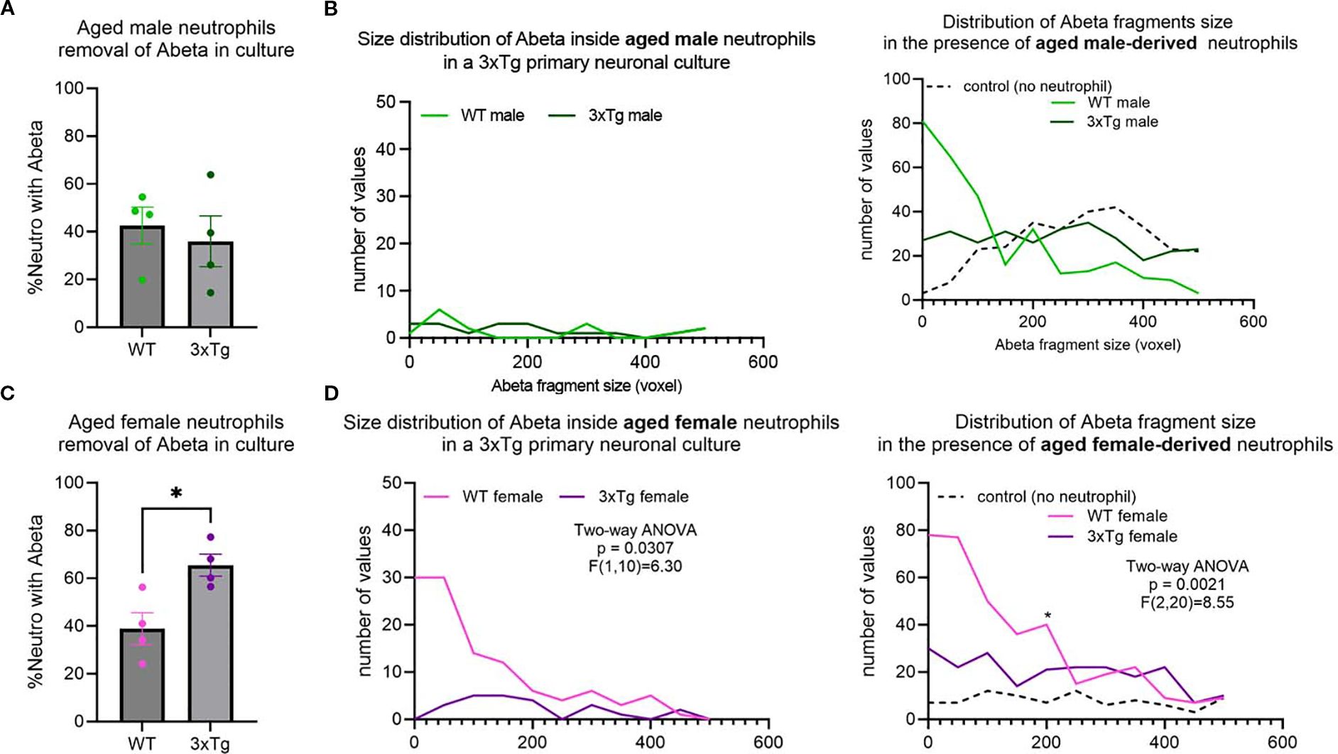 Graphs depicting data on Ab (Abeta) removal by neutrophils in culture. A: Bar graph showing aged male neutrophil removal efficiency with WT and 3xTg groups. B: Line graphs displaying size distribution of Ab fragments inside and outside aged male neutrophils, comparing WT and 3xTg. C: Bar graph illustrating aged female neutrophil removal efficiency, showing a significant difference indicated by an asterisk between WT and 3xTg groups. D: D: Line graphs showing Ab fragment size distribution inside and outside aged female neutrophils, with statistical data from two-way ANOVA for WT and 3xTg.