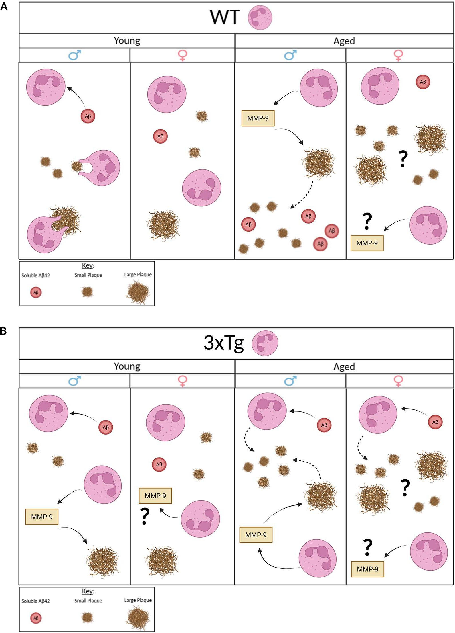 Model summary of data presented in the paper. A: diagrams of how WT young and age neutrophils interact and process Ab. B: Diagrams of how 3xTg young and aged neutrophils interact and process Ab.
