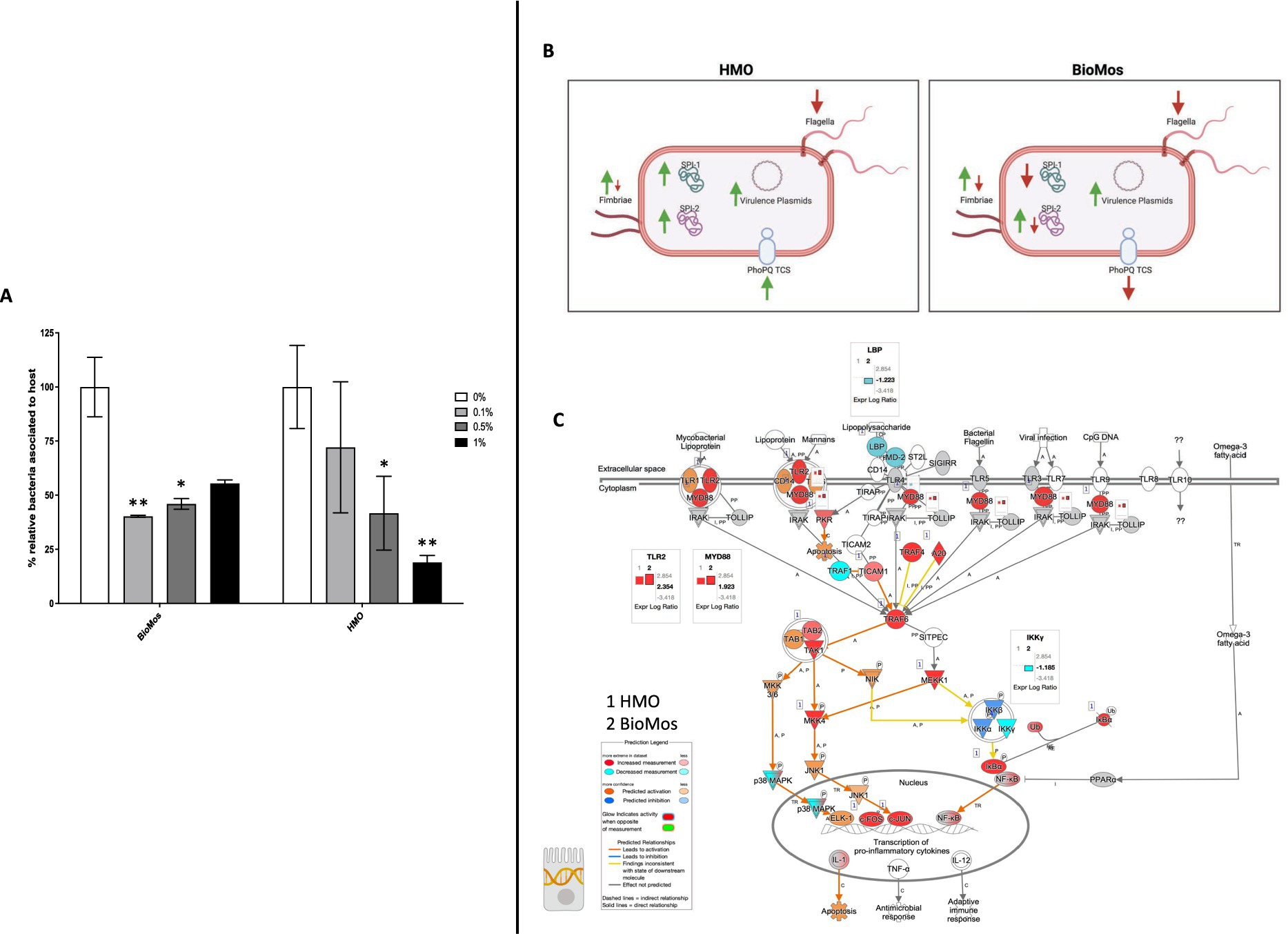 Panel A shows a bar graph comparing the percentage of bacteria associated with host epithelial cells under different concentrations (0%, 0.1%, 0.5%, 1%) for BioMos and HMO. Stars indicate significance. Panel B illustrates two diagrams of bacterial cells with labels for flagella, fimbriae, nucleoid plasmids, and the PhoPQ two-component system for HMO and BioMos. Panel C is a complex host pathway map, showing interactions and proteins involved in a host signaling pathway, with color-coded elements distinguishing HMO and BioMos effects.