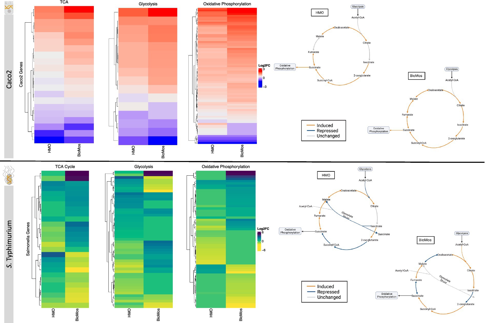 Heatmaps and circular pathways illustrate gene expression changes in Caco2 and S. Typhimurium under different conditions. The heatmaps display TCA cycle, glycolysis, and oxidative phosphorylation activity. The circular charts show pathways as induced, repressed, or unchanged, with distinctive colors, highlighting differences in response to HMOs and BioMos.