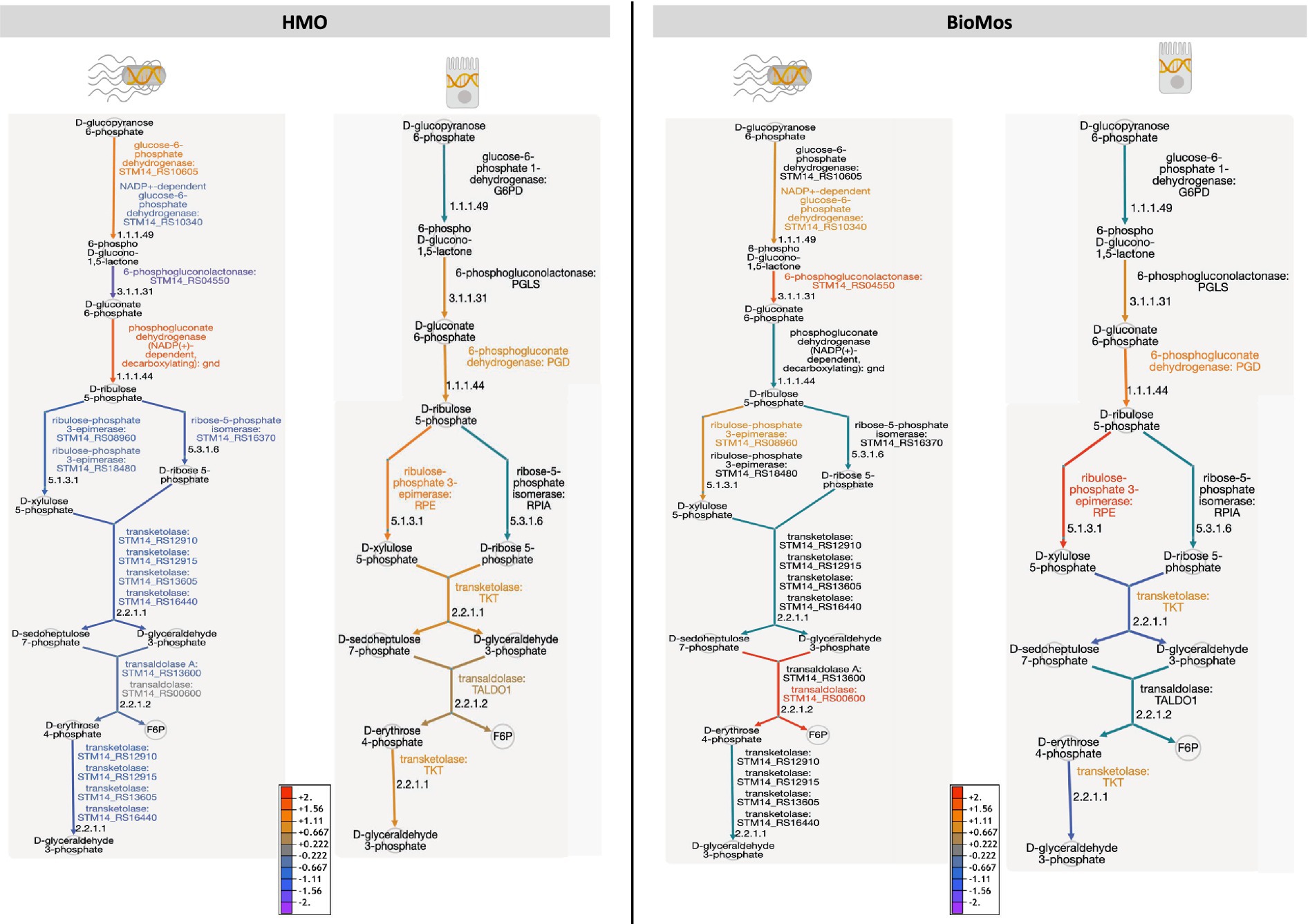 Comparison diagram of metabolic pathways in HMO and BioMos. Both sections show a series of biochemical reactions involving glucose-6-phosphate, converting through intermediates like ribulose, ribose, and D-xylulose into D-glyceraldehyde 3-phosphate. Enzymes and metabolic intermediates are noted, with pathways marked by different colors indicating variations or similarities in metabolic processing between the two systems. A color key at the bottom shows reaction significance.