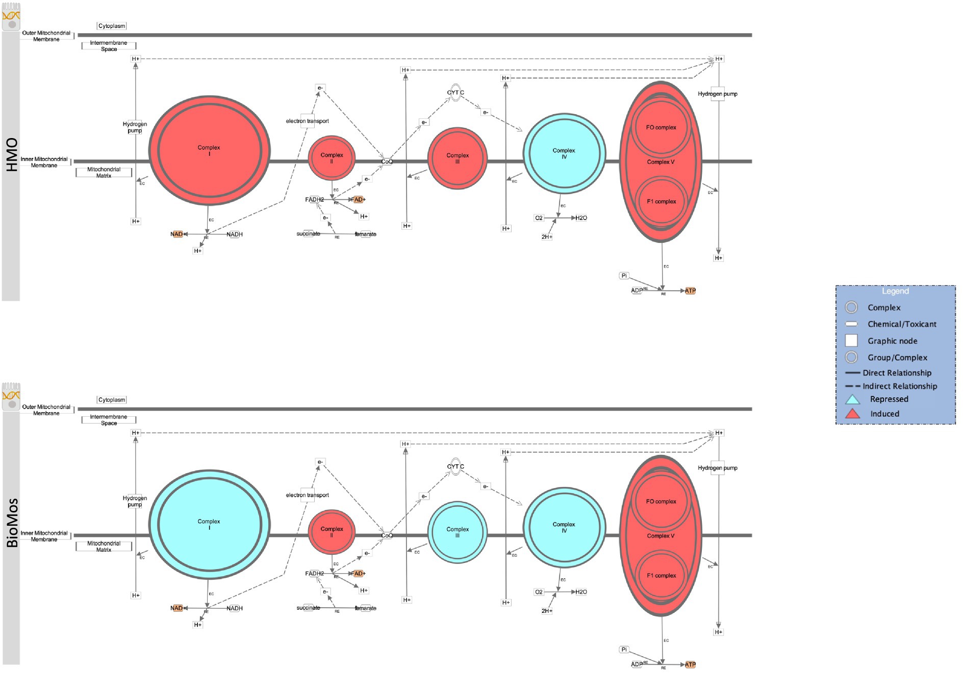 Diagram comparing expression of the electron transport change in host cells treated with HMO or BioMos. Both include complexes, with direct and indirect relationships shown through lines and arrows. Colors indicate chemical interactions and nodes. Legend on the right explains symbols for complex types and relationship indicators.