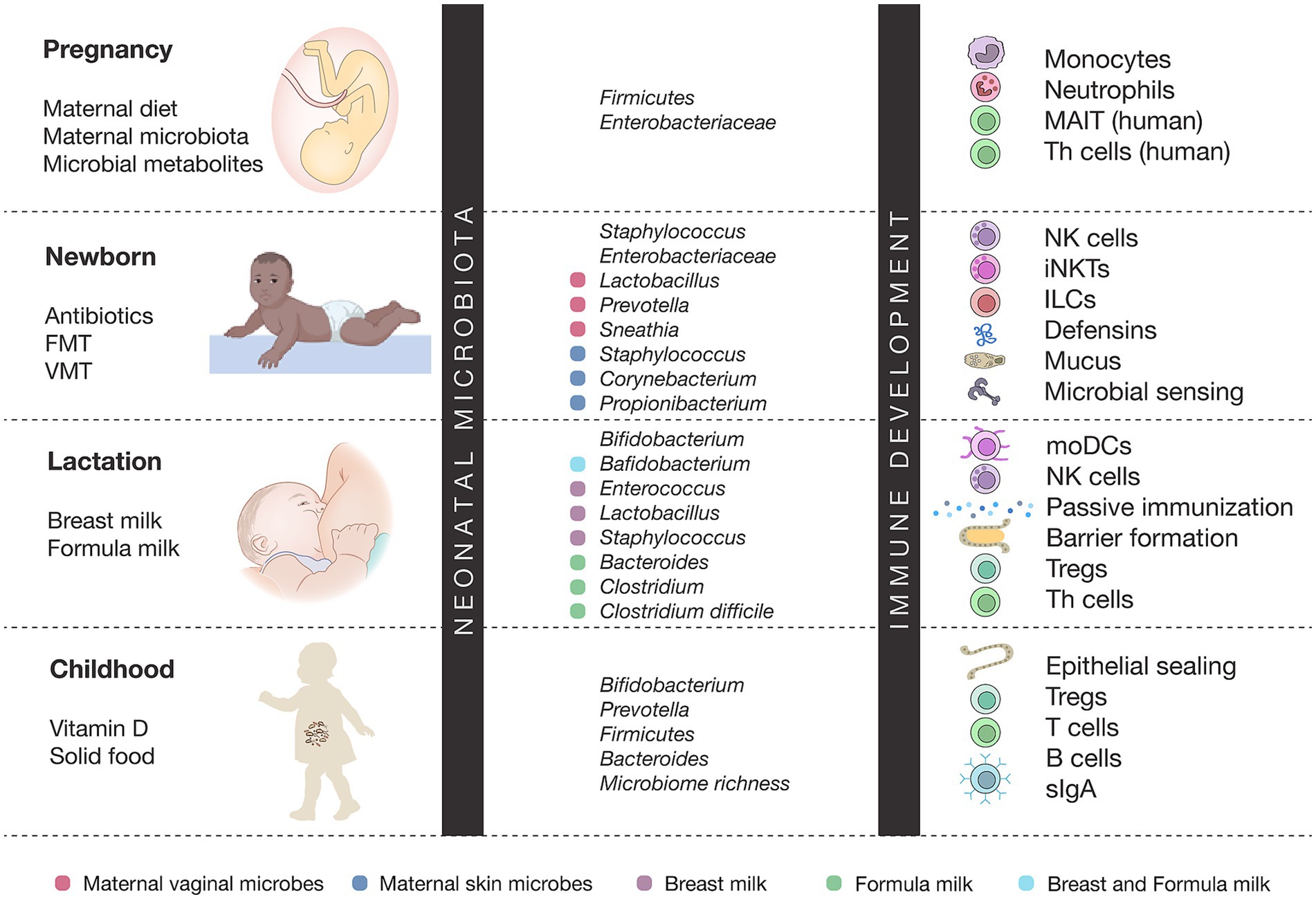 Diagram illustrating neonatal microbiota and immune development across four stages: pregnancy, newborn, lactation, and childhood. It details factors such as maternal diet, antibiotics, breast milk, and solid food. Each stage lists specific bacteria and immune components like monocytes, NK cells, and T cells. Visuals represent maternal microbes, breast and formula milk influences, and immune development processes.
