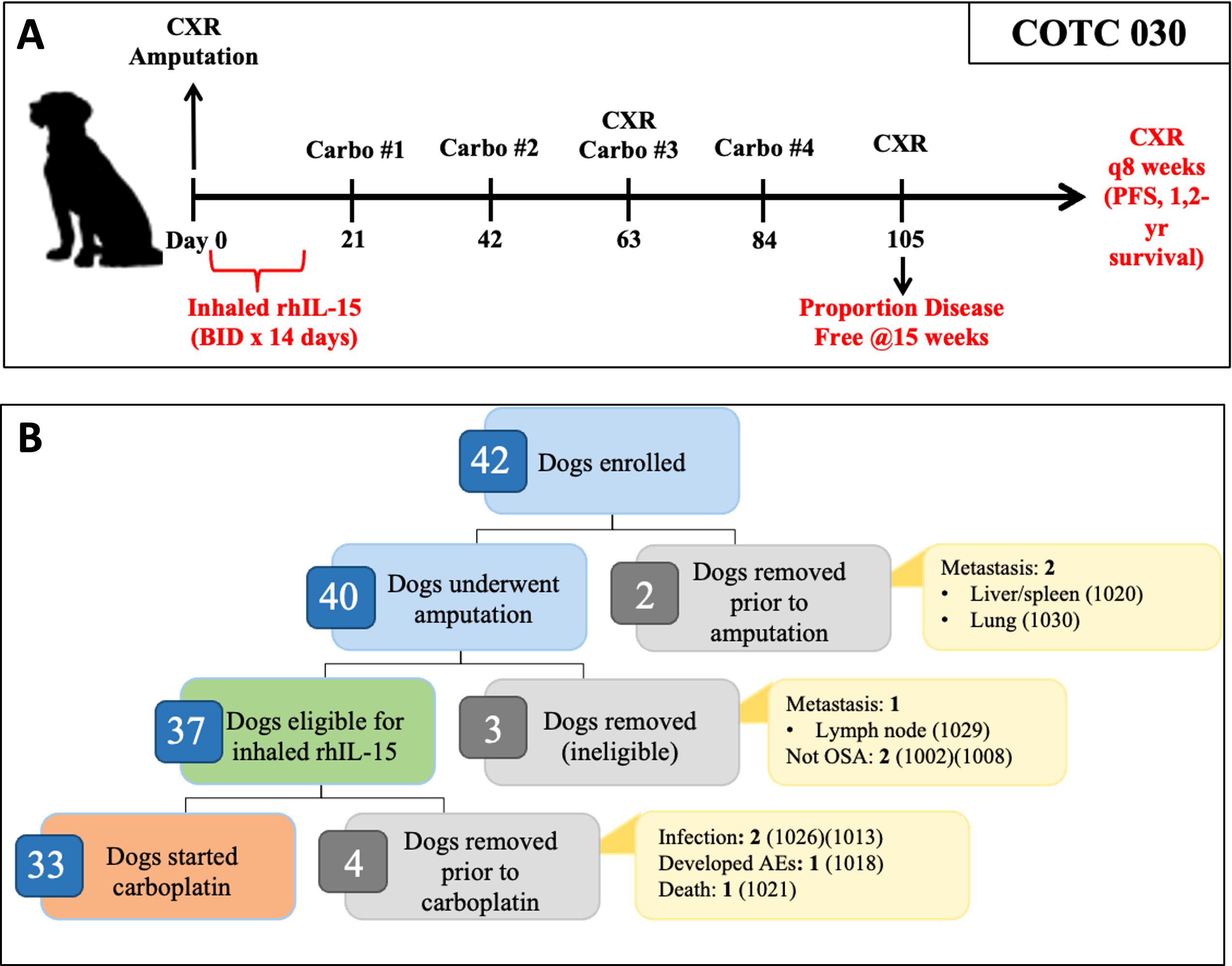 Diagram labeled “COTC 030” showing a treatment timeline and flowchart for a canine medical study. Part A illustrates a timeline with key events: initial CXR and amputation on day 0, followed by four carboplatin treatments every 21 days, with inhaled rhIL-15 administered twice daily for 14 days. Assessments of disease-free status occur at 15 weeks, and subsequent CXRs are conducted every 8 weeks. Part B displays a flowchart: 42 dogs enrolled, 40 underwent amputation, 37 were eligible for rhIL-15, and 33 started carboplatin. Reasons for removal include metastasis and infection.