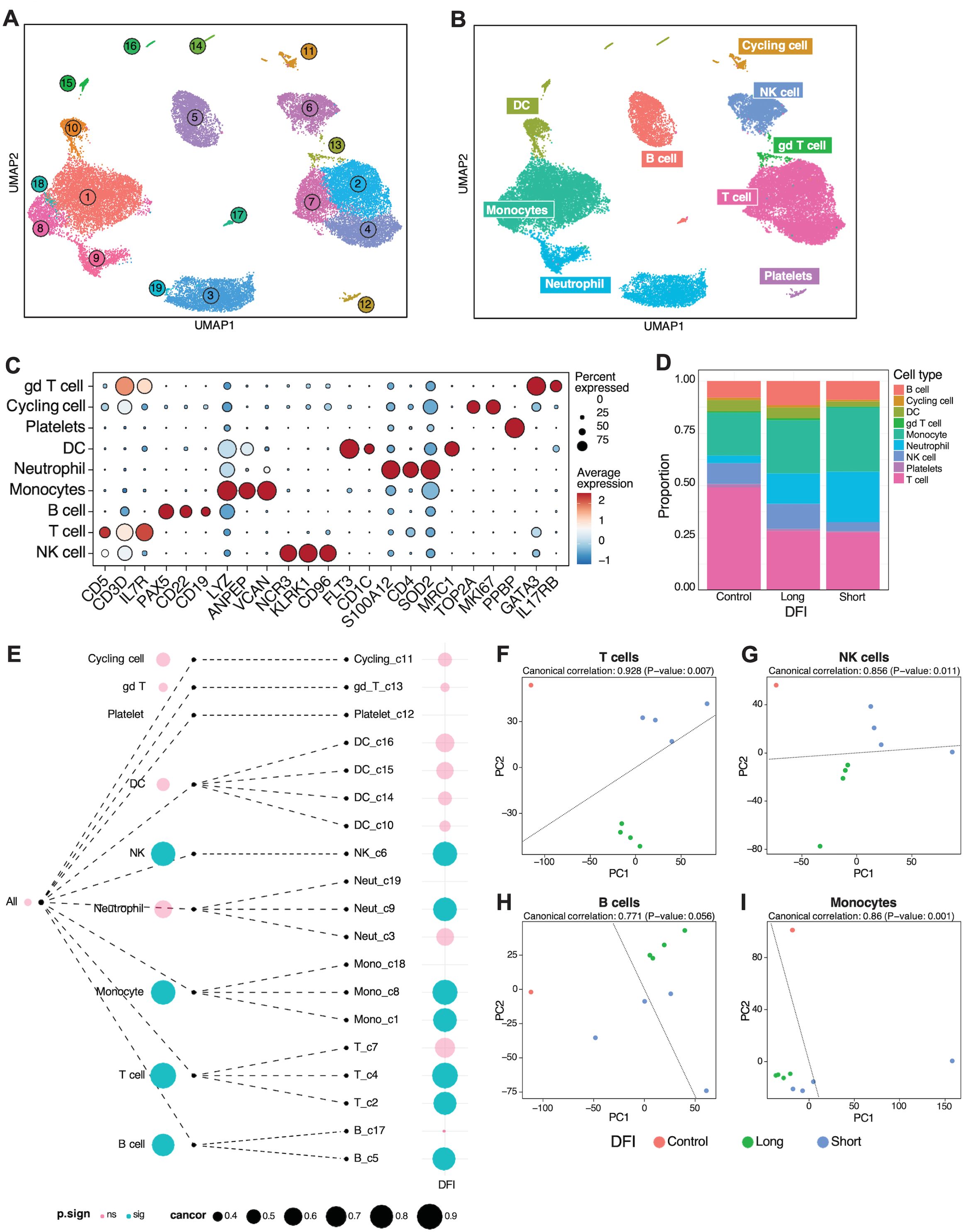 Composite image showing:  A) UMAP plots with clusters by cell type, each colored differently. B) Similar UMAP with cell types labeled: DC, Monocytes, Neutrophil, etc. C) Dot plot of gene expression across cell types, highlighting percent and average expression. D) Bar chart showing cell type proportions in different DFI groups. E) Network diagram correlating cell categories with significance levels. F-I) Scatter plots showing canonical correlations for T cells, NK cells, B cells, and Monocytes against DFI, with control, long, and short groups distinguished by color.