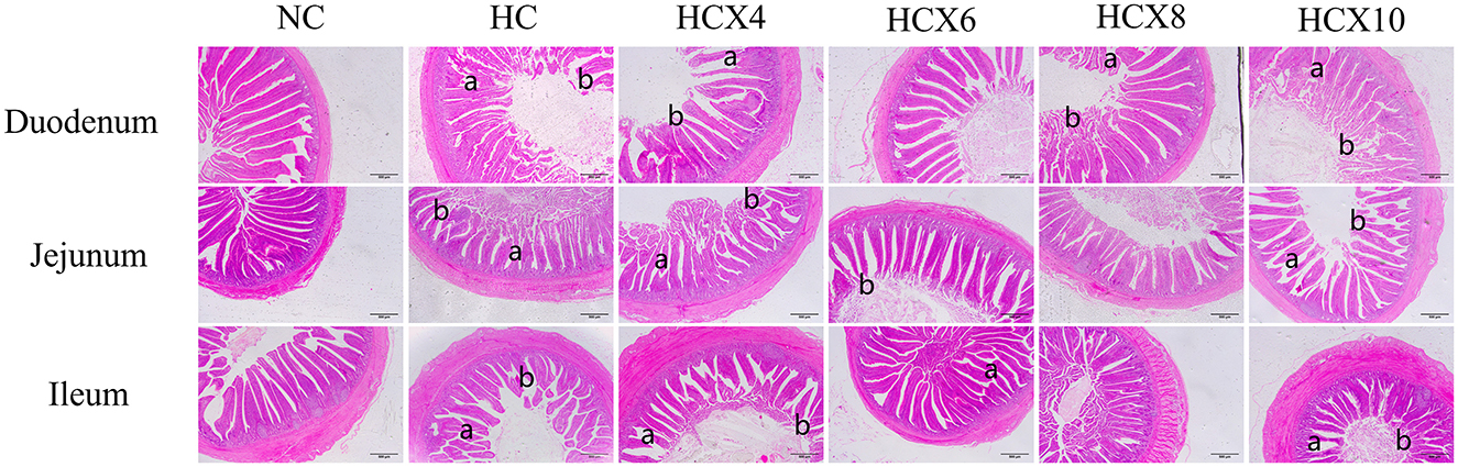 Microscopic images of intestinal sections stained in pink, showing the duodenum, jejunum, and ileum under different conditions labeled NC, HC, HCX4, HCX6, HCX8, and HCX10. Each column represents a condition, and each row corresponds to a specific intestinal section. Some sections are marked with letters “a” and “b” to indicate specific areas or features.