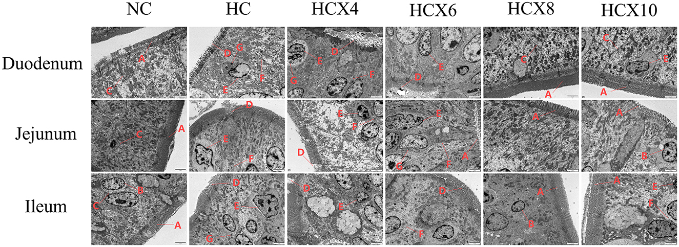 Electron micrographs arranged in a grid show the duodenum, jejunum, and ileum sections labeled NC, HC, and HCX4 to HCX10. Each section displays cellular structures with red letter annotations.