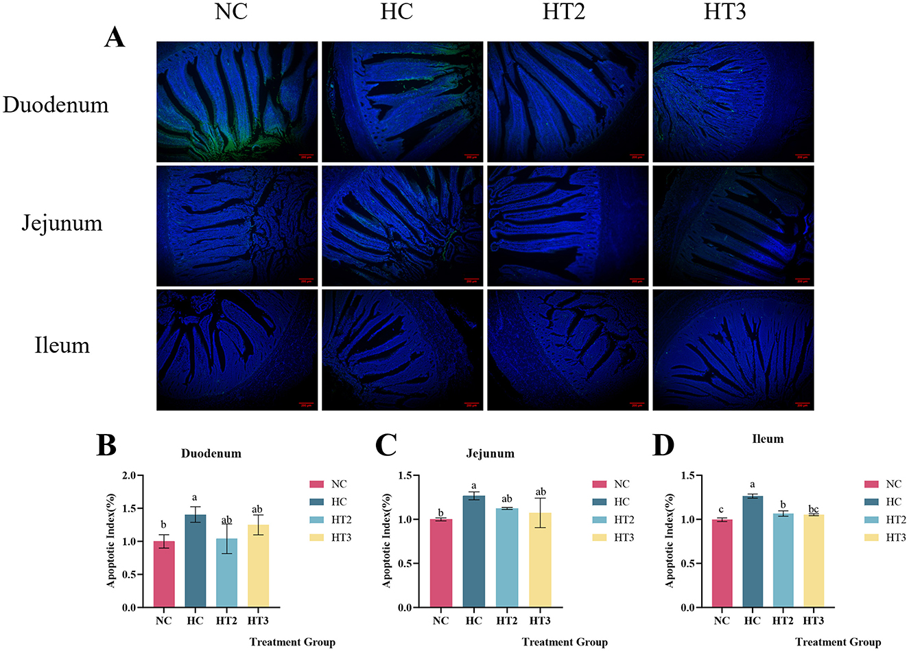 Panel A shows fluorescent microscopic images of the duodenum, jejunum, and ileum under four conditions: NC, HC, HCX6, and HCX8. Panels B, C, and D present bar graphs of the apoptotic index for the duodenum, jejunum, and ileum respectively, across the same conditions. Each graph includes color-coded bars for NC, HC, HCX6, and HCX8, with annotations denoting statistical significance.