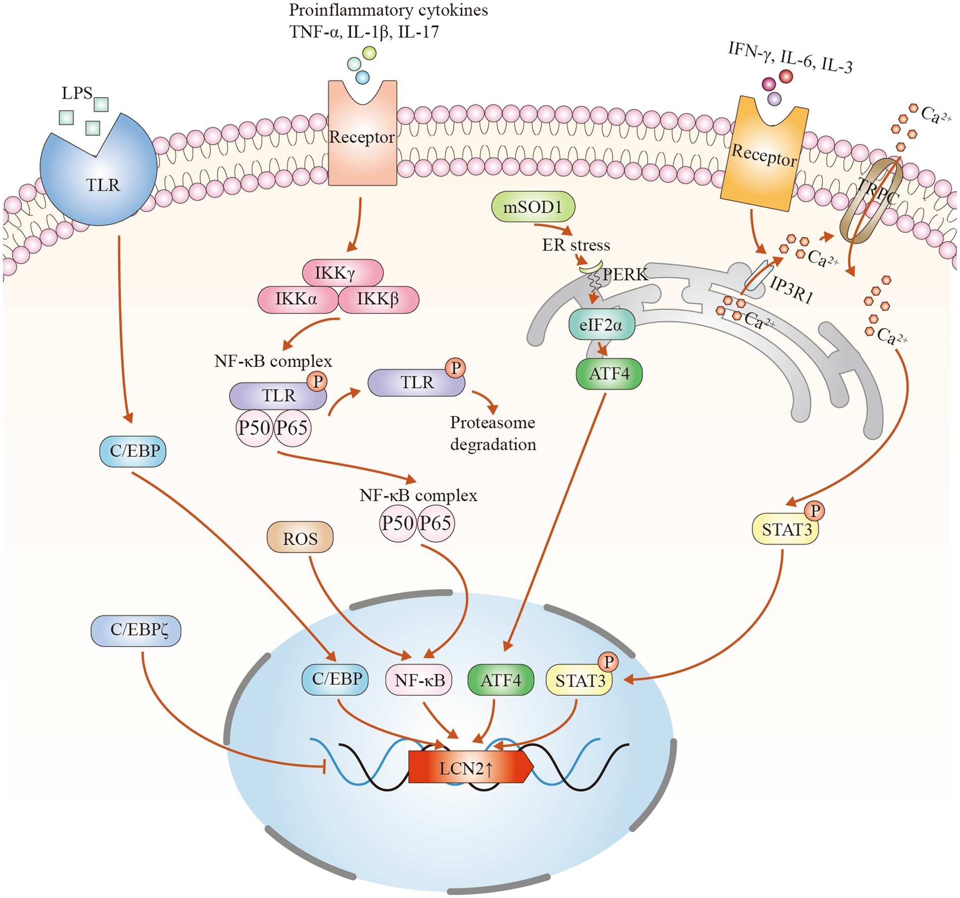Potential mechanisms of LCN2 upregulation in ALS include: The expression of LCN2 is regulated by several signaling pathways, including C/EBP, NF-κB, PERK-eIF2α-ATF4, and STAT3. ALS: Amyotrophic lateral sclerosis, ATF4: Activating transcription factor 4, C/EBP: CCAAT/enhancer-binding protein, eIF2α: Eukaryotic initiation factor 2 alpha, ER: Endoplasmic reticulum, IκBα: Nuclear factor-κB inhibitor α (NFKBIA), IP3R1: Inositol 1,4,5-trisphosphate receptor type 1, LCN2: Lipocalin-2, LPS: Lipopolysaccharide, NF-κB: Nuclear factor κB, PERK: Protein kinase R-like endoplasmic reticulum kinase, SOD1: Superoxide dismutase 1, STAT3: Signal transducer and activator of transcription 3, TLRs: Toll-like receptors, TRPC: Transient receptor potential canonical.