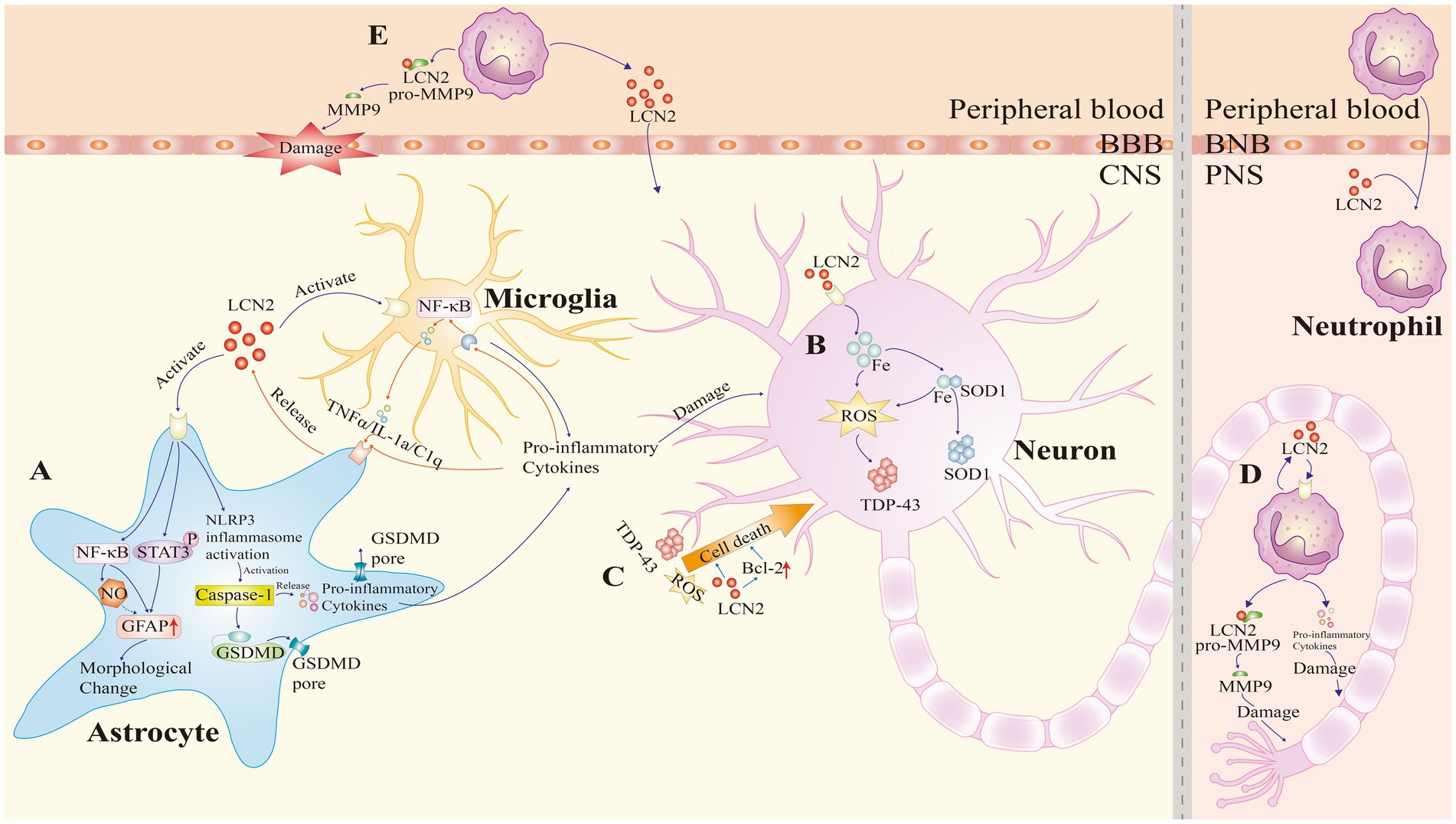 Pathogenic roles of LCN2 in ALS. LCN2 contributes to ALS via four mechanisms: (A) neuroinflammation, (B) iron dysregulation, (C) cell death, and (D,E) peripheral immunity. ALS: Amyotrophic lateral sclerosis, BBB: Blood–brain barrier, BNB: Blood–nerve barrier, CNS: Central nervous system, GFAP: Glial fibrillary acidic protein, GSDMD: Gasdermin D, JAK: Janus kinase, LCN2: Lipocalin-2, MMP9: Matrix metalloproteinase-9, NF-κB: Nuclear factor κB, NLRP3: NOD-like receptor family pyrin domain containing 3, NO: Nitric oxide, PNS: Peripheral nervous system, ROS: Reactive oxygen species, SOD1: Superoxide dismutase 1, STAT3: Signal transducer and activator of transcription 3, TDP-43: TAR DNA-binding protein 43.