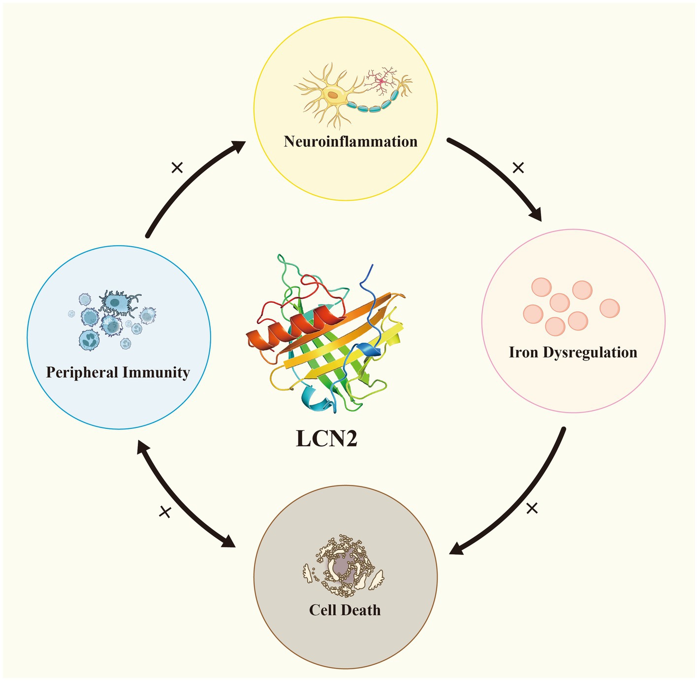 Diagram illustrating a cycle involving LCN2 at the center, surrounded by four processes: Neuroinflammation, Iron Dysregulation, Cell Death, and Peripheral Immunity. Arrows connect these processes, indicating their interrelationship.