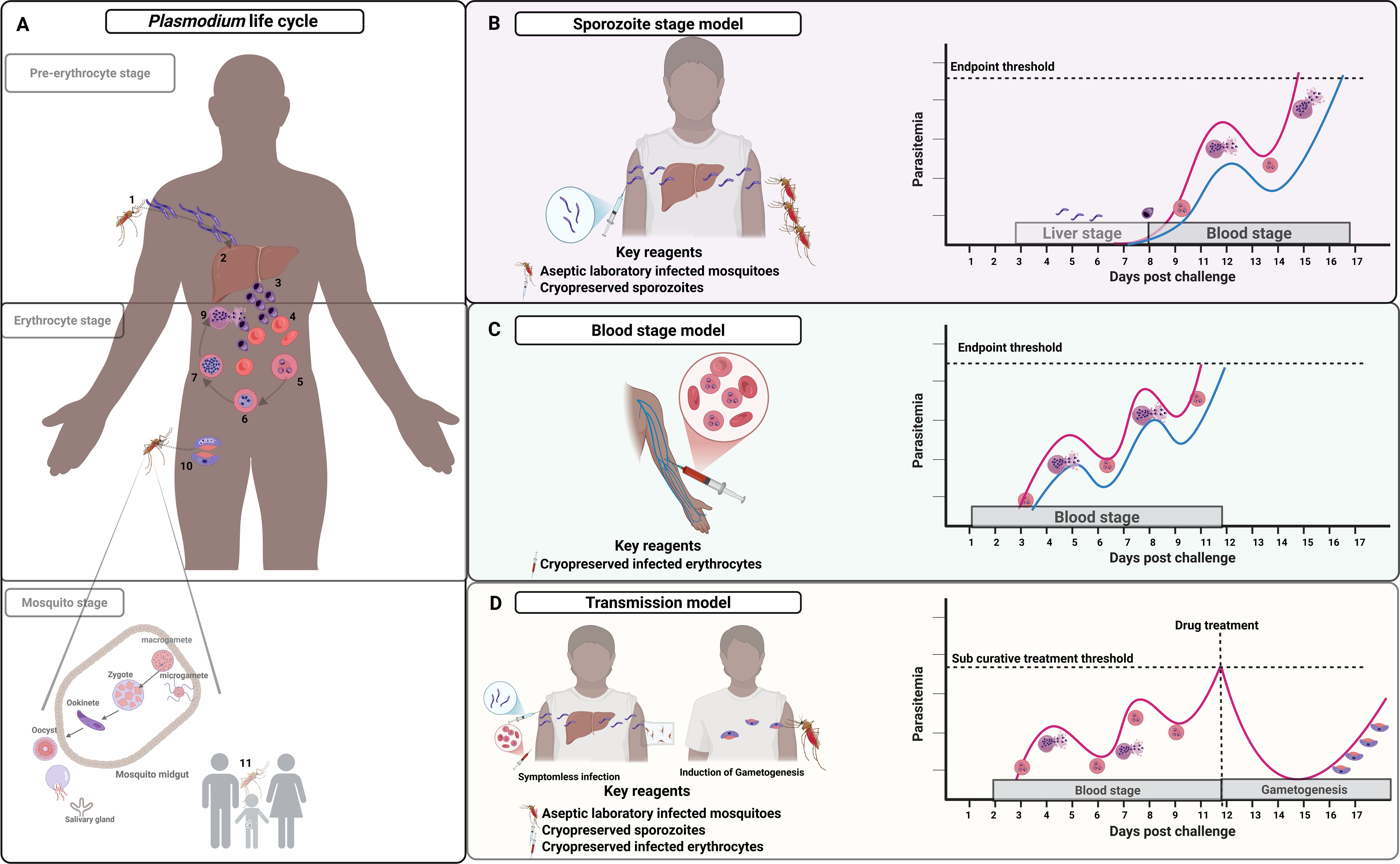 Diagram illustrating the Plasmodium life cycle and experimental models. Panel A shows the Plasmodium life cycle stages: pre-erythrocyte, erythrocyte, and mosquito stage, with human and mosquito hosts. Panel B diagrams the sporozoite stage model, detailing key reagents and a graph of parasitemia over days post-challenge. Panel C depicts the blood stage model with key reagents and parasitemia graph. Panel D presents the transmission model with stages and graph of drug treatment effects on parasitemia. Each part emphasizes the progression and experimentation on the Plasmodium stages.