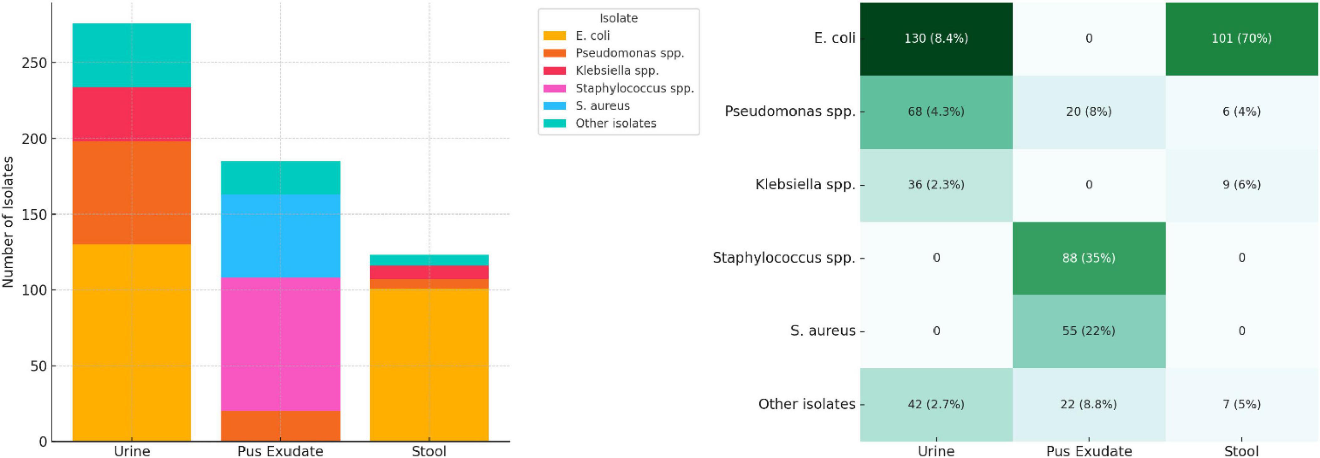 A grouped bar chart and heatmap compare the distribution of six bacterial isolates across urine, pus exudate, and stool. The bar chart shows counts, while the heatmap displays percentages, with E. coli most prevalent in urine and S. aureus in pus exudate. Color keys represent different isolates.