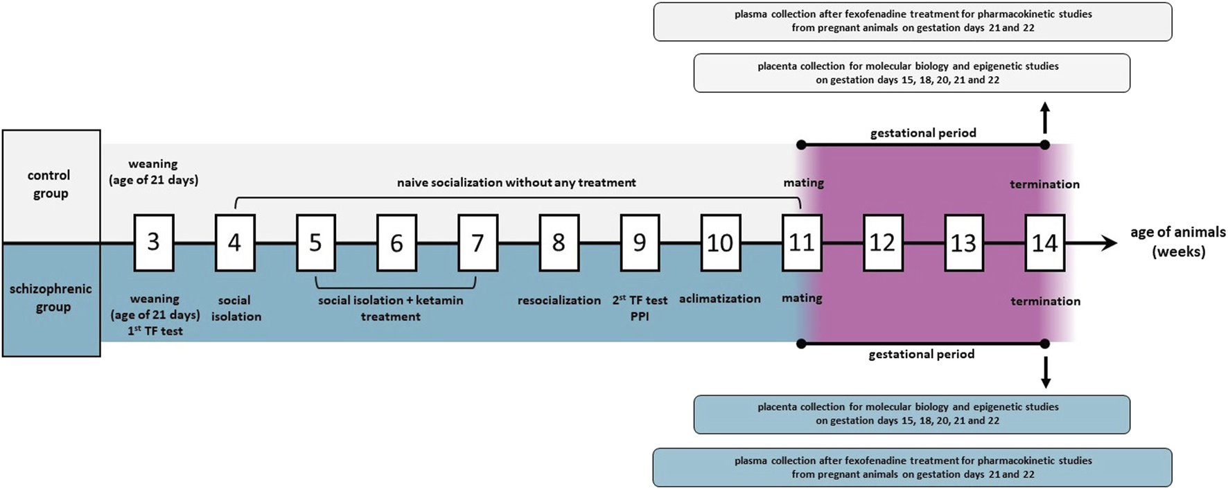 Flowchart detailing the experimental timeline for control and schizophrenic groups over fourteen weeks. Key stages include weaning, social isolation, ketamine treatment, resocialization, TF tests, PPI, and mating. Placenta and plasma collections occur during gestation for studies.
