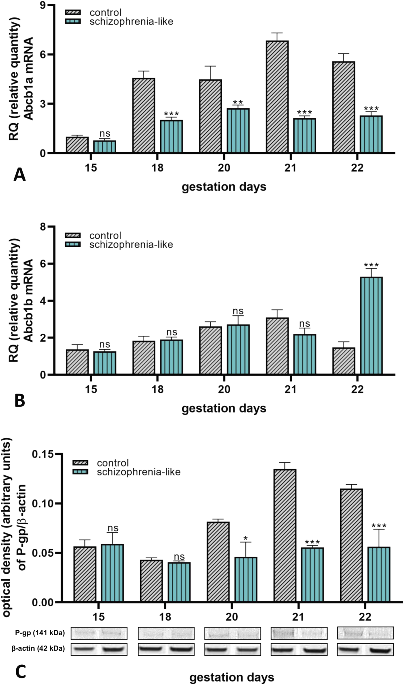Bar graphs and Western blots display research data comparing control and schizophrenia-like conditions during gestation days 15, 18, 20, 21, and 22. Panel A shows the relative quantity of Abcb1a mRNA, with significant differences on days 18, 20, 21, and 22. Panel B shows Abcb1b mRNA quantities, significant only on day 22. Panel C shows P-gp levels, with asterisks indicating statistical significance on days 20, 21, and 22. “ns“ denotes nonsignificant results.