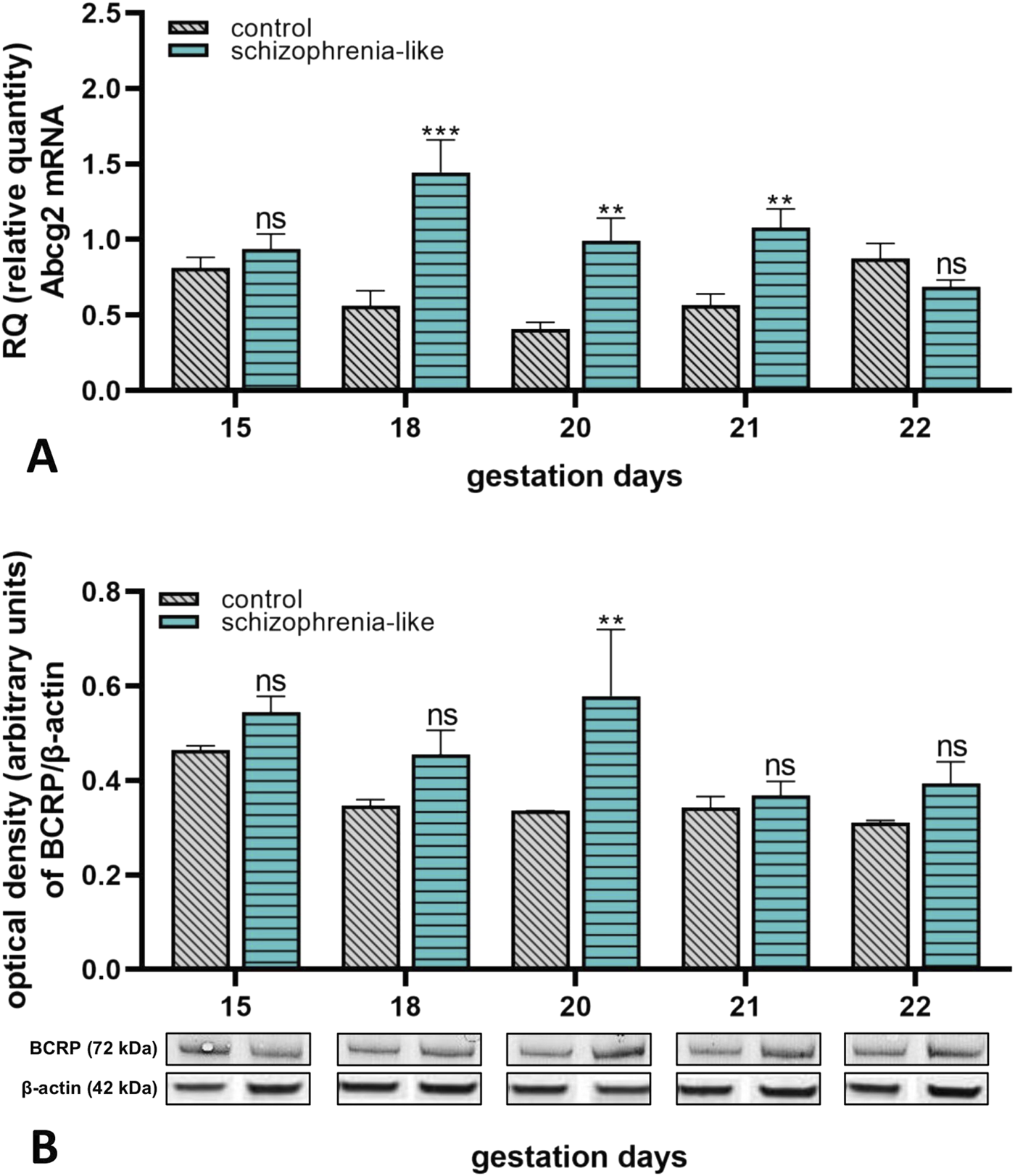 Bar graphs and Western blots display research data comparing control and schizophrenia-like conditions during gestation days 15, 18, 20, 21, and 22. Panel A shows the relative quantity of Abcg2 mRNA, with significant differences on days 18, 20, and 21. Panel B shows BCRP levels, with asterisks indicating statistical significance on day 20. “ns” denotes nonsignificant results.
