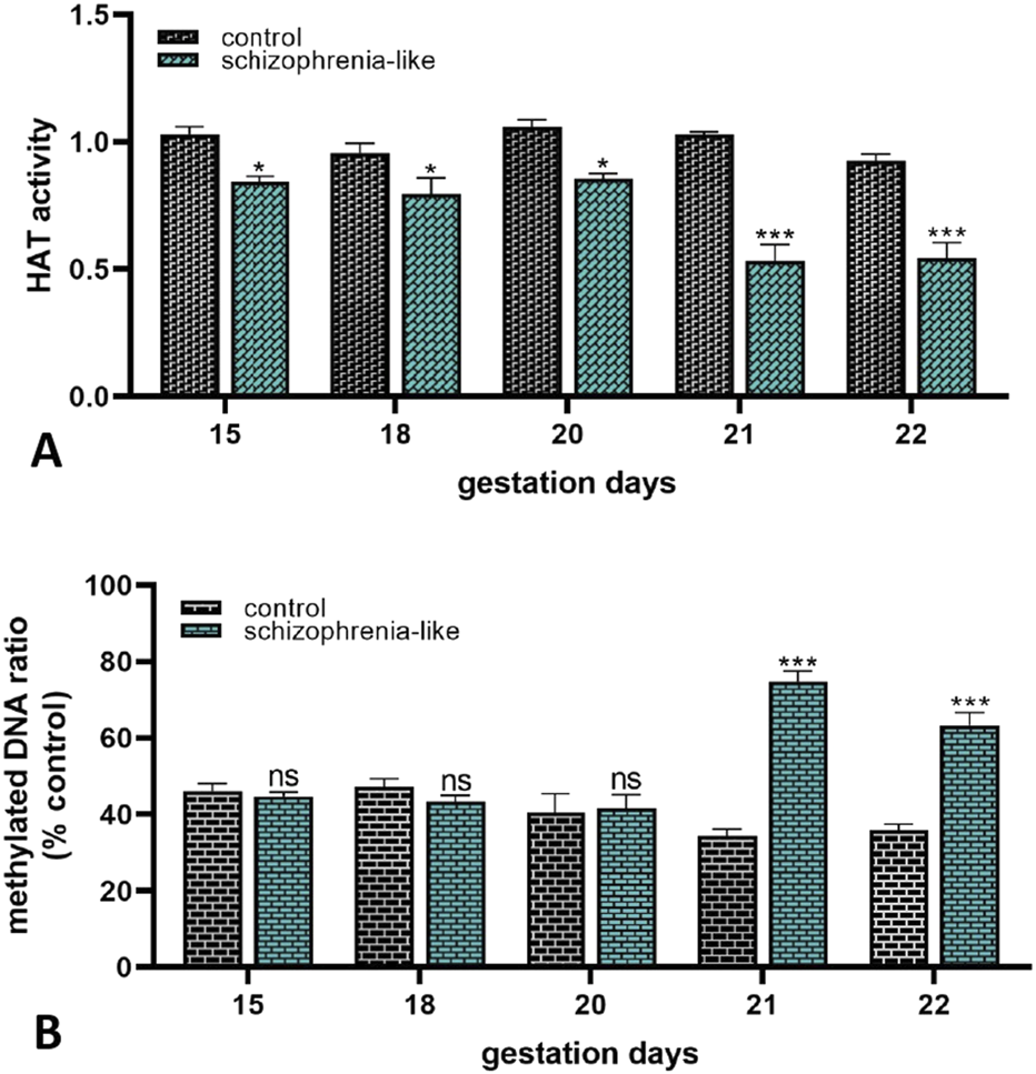 Bar graphs display research data comparing control and schizophrenia-like conditions during gestation days 15, 18, 20, 21, and 22. Panel A shows HAT activity with significant differences on days 15, 18, 20, 21 and 22. Panel B presents methylated DNA ratios, with asterisks indicating statistical significance on days 21 and 22. “ns” denotes nonsignificant results.