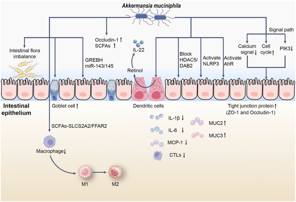Diagram illustrating the role of Akkermansia muciniphila in ulcerative colitis. It shows how intestinal flora imbalance affects goblet cells and macrophages, increasing occludin-1, SCFAs, and tight junction proteins. It also details the roles of IL-22, retinol, and various genes like GREBH and miR-143/145. Arrows indicate the decrease or increase in cytokines IL-1β, IL-6, MCP-1, and the influence on MUC2 and MUC3 production, highlighting pathways like HDAC5/DAB2 and NLRP3 activation. The overall impact on calcium signaling, cell cycle, and PIK3 levels is represented.