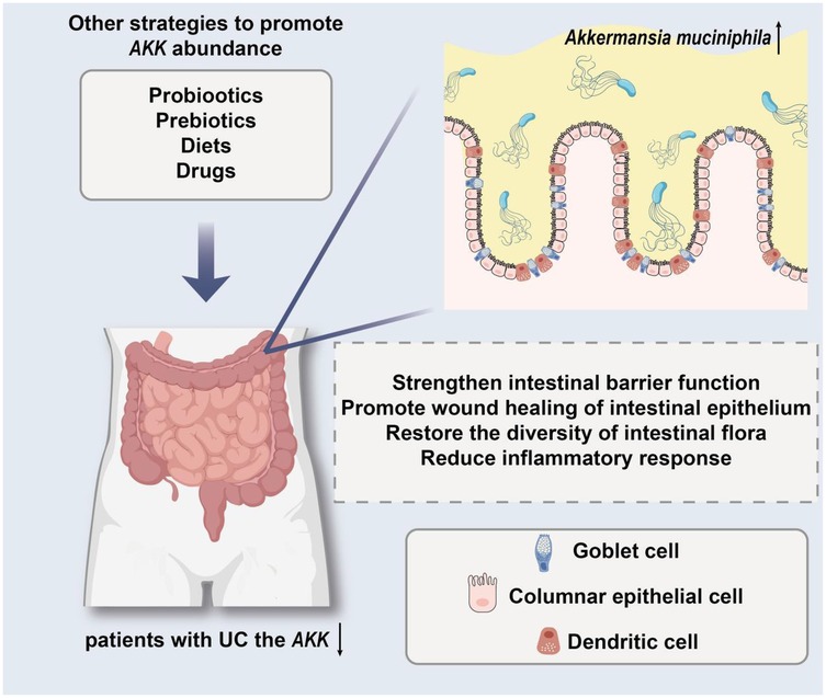 Diagram illustrating strategies to increase Akkermansia muciniphila abundance in patients with ulcerative colitis (UC). Top left shows probiotics, prebiotics, diets, and drugs as methods. Top right shows Akkermansia muciniphila on intestinal lining, indicating benefits like strengthened barrier function and reduced inflammation. Bottom includes anatomical diagram of intestines and a legend for cell types: goblet, columnar epithelial, and dendritic cells.