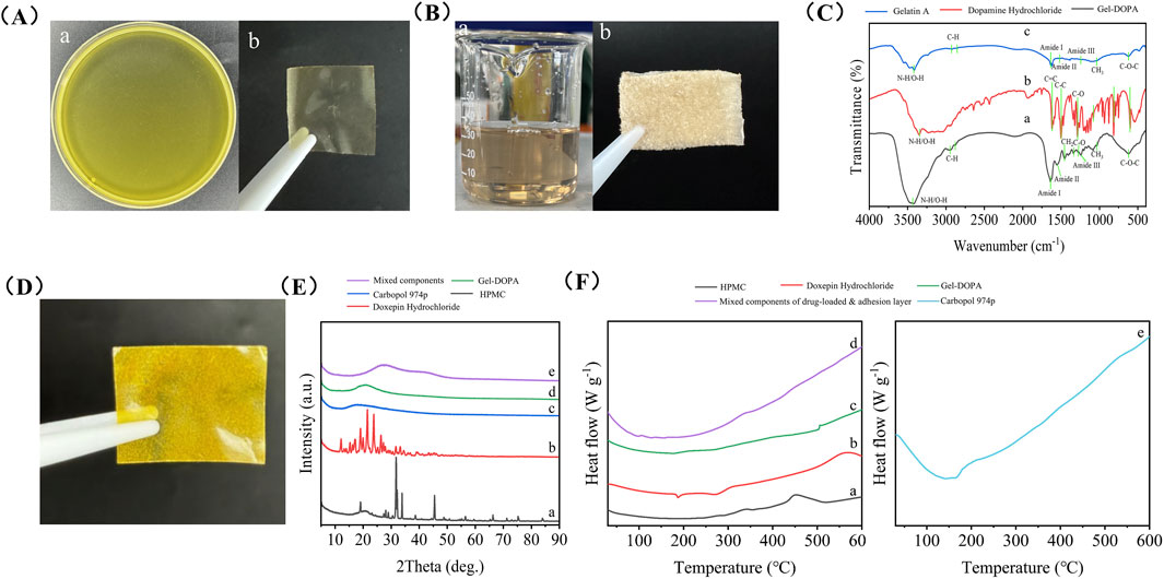 Composite image comprising six panels: (A) shows a Petri dish with a yellow substance and a transparent square film held by tweezers. (B) features a beaker with a beige liquid and a spongy-looking material. (C) presents a graph of transmittance versus wavenumber for different substances, indicating chemical bonds. (D) displays a yellow translucent square film held by tweezers. (E) shows an XRD graph comparing the intensity of various components, labeled a to e. (F) depicts DSC graphs of heat flow against temperature, illustrating thermal properties for substances labeled a to e.