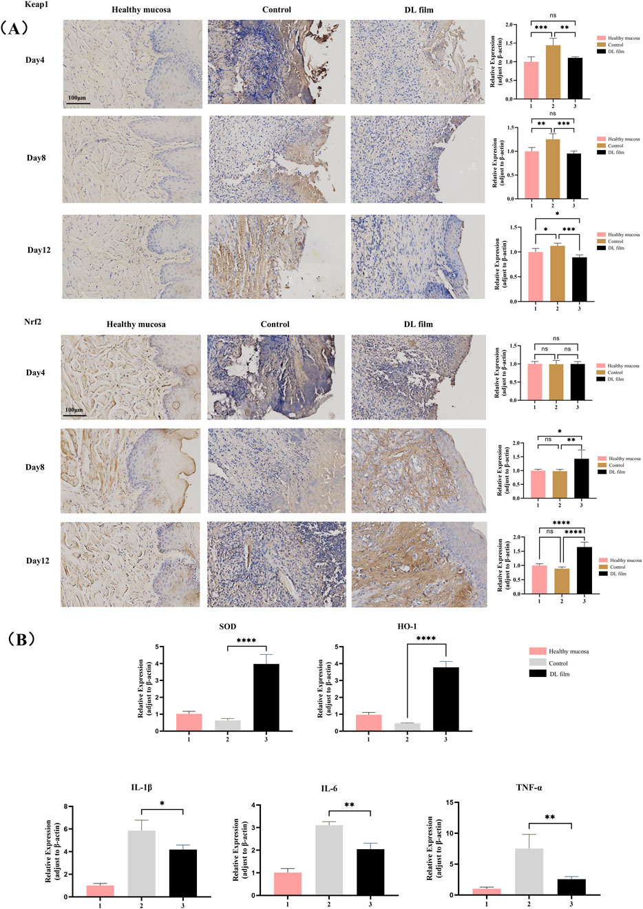 Panel (A) displays immunostaining of Keap1 and Nrf2 on healthy mucosa, control, and DL film groups over 4, 8, and 12 days, with accompanying bar graphs. Panel (B) shows bar graphs for SOD, HO-1, IL-1β, IL-6, and TNF-α expressions across healthy mucosa, control, and DL film groups. Statistical significance is indicated with asterisks.