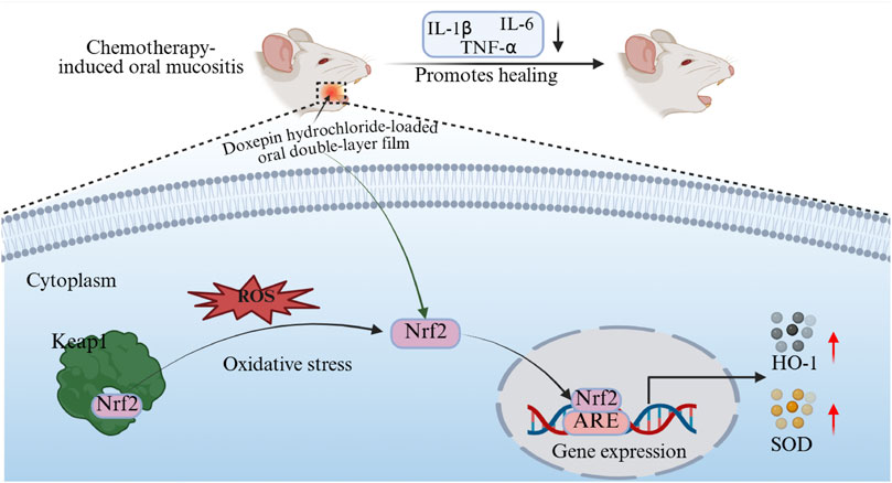Illustration depicting the process by which doxepin hydrochloride-loaded oral double-layer film promotes healing of chemotherapy-induced oral mucositis in mice. The film releases cytokines IL-1β, IL-6, and TNF-α, aiding healing. In the cytoplasm, oxidative stress caused by ROS activates Nrf2 bound to Keap1, leading to Nrf2 translocation to the nucleus. This activates gene expression of antioxidant enzymes HO-1 and SOD.