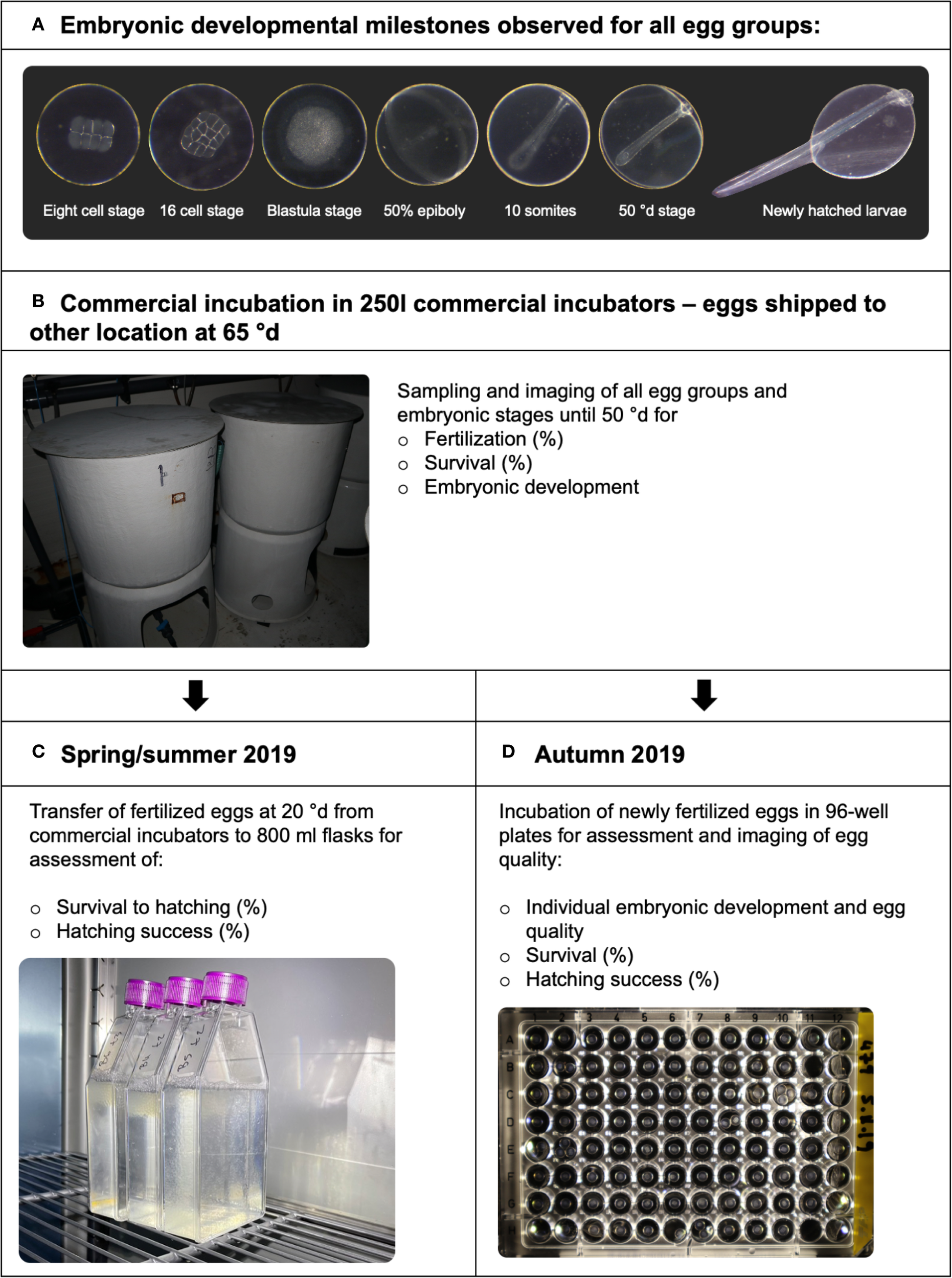 Panel A shows 7 stages of embryonic development: eight cell, sixteen cell, blastula, fifty percent epiboly, ten somites, fifty degrees, and newly hatched larvae. Panel B depicts large incubators for commercial egg incubation. Panel C shows transfer of fertilized eggs to 800 milliliter flasks in spring and summer 2019, with bottled samples on a shelf. Panel D illustrates incubation of eggs in a ninety-six-well plate for assessment in autumn 2019. Each stage or transition includes details on fertilization, survival, and development monitoring.