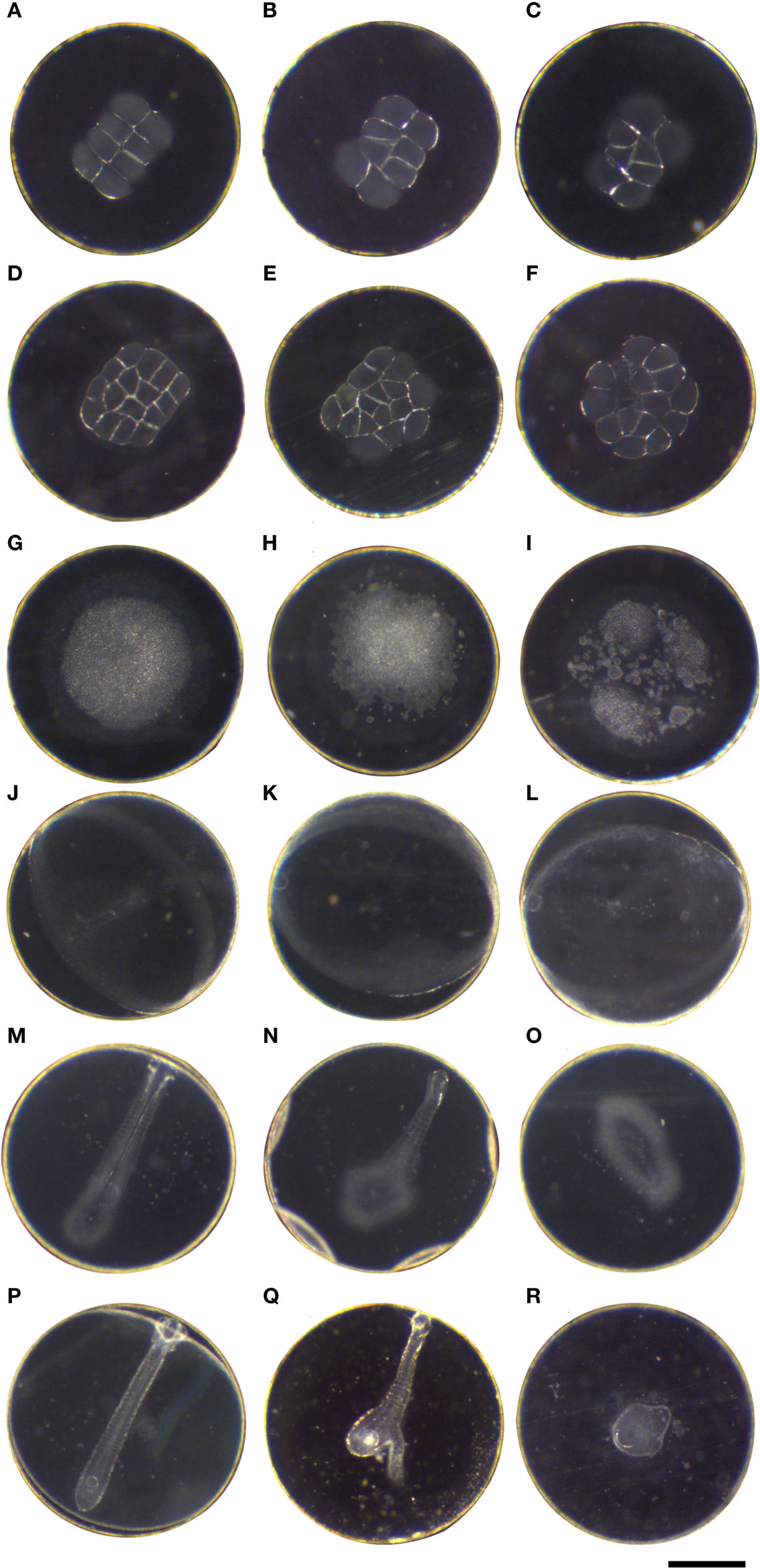 A grid of circular microscopic images labeled A to R, showing various stages of embryonic development. Images A to F depict early cell division with distinct cell structures. Images G to I show a more solid mass formation. Images J to L appear less defined. Images M to P exhibit elongated structures, while Q shows a branching form. R seems round and less structured. Each stage presents varying textures and shapes, possibly illustrating different developmental phases.