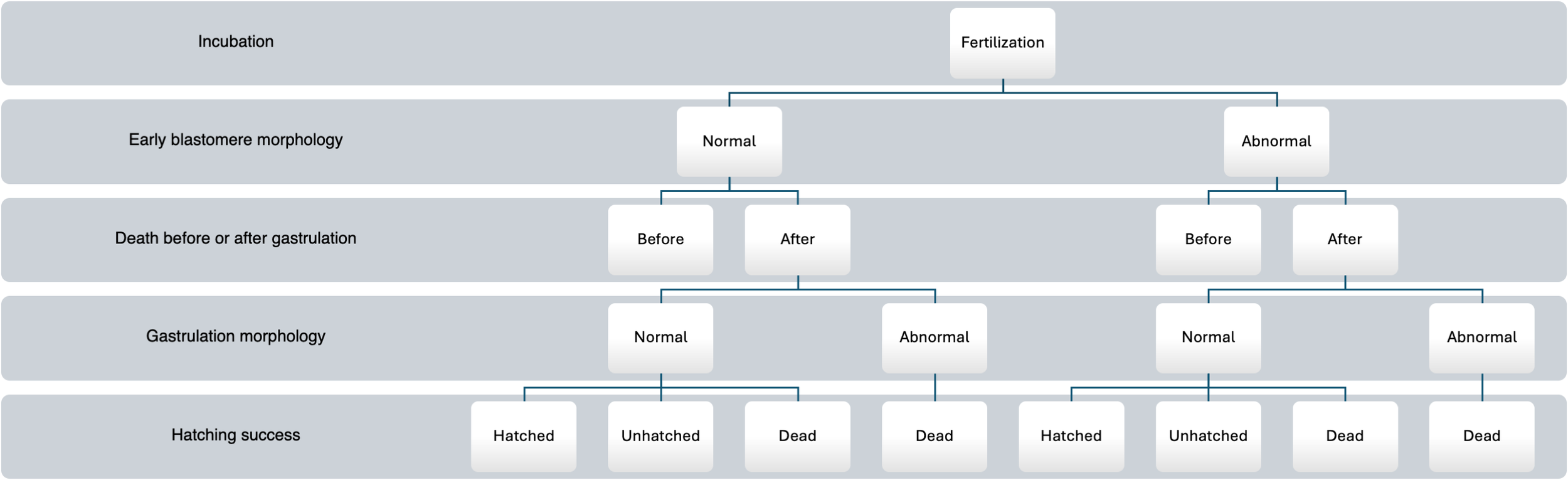 Flowchart depicting developmental stages in incubation and fertilization. It branches into early blastomere morphology as normal or abnormal. Further bifurcation shows death timing, gastrulation morphology, and hatching success. Outcomes include hatched, unhatched, and dead.