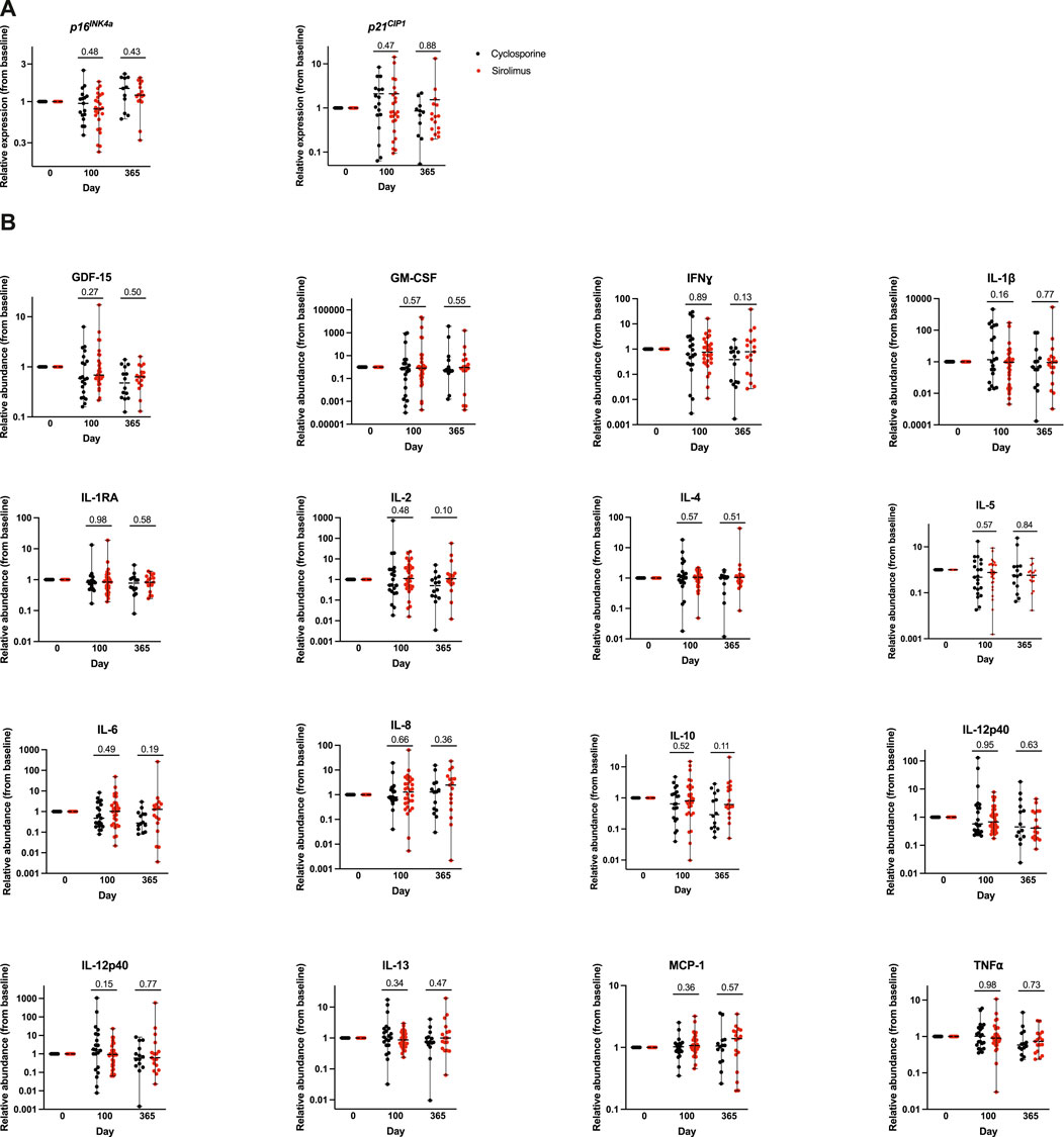 Graphs display relative expression or abundance of various proteins and cytokines over time (days 0, 100, 365) for Cyclosporine (black) and Sirolimus (red). Part A shows p16^INK4a and p21^CIP1 proteins. Part B shows cytokines like GDF-15, GM-CSF, IFNγ, IL-1β, and others. Each graph includes data points, mean values, and standard deviations. Statistical significance is indicated above the graphs.
