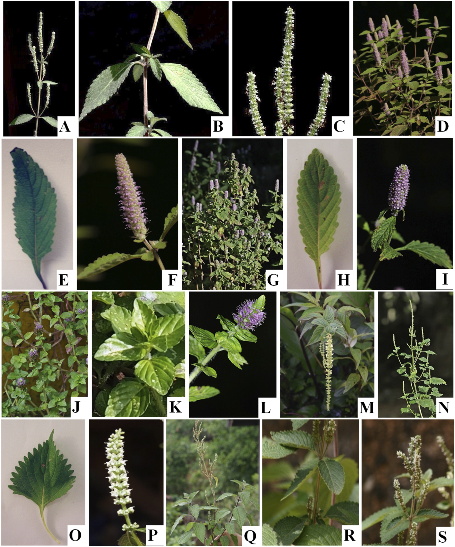 A series of images showing various plants and leaves. A: Plant with narrow leaves and long flower spikes. B: Leafy stem viewed up close. C: Close-up of flower spikes. D: Plant with purple flower spikes. E: Single green leaf with serrated edges. F: Purple flower spike close-up. G: Bushy plant with purple spikes. H: Green leaf with serrated edges. I: Purple flower spike on plant. J: Plant with small leaves and purple flowers. K: Plant with glossy variegated leaves. L: Plant with dense purple flower head. M: Narrow flower spike on plant. N: Plant with small flowers and slender leaves. O: Leaf with sharp serrations. P: White flower spike. Q: Plant with tall shoots. R: Leafy plant with flower clusters. S: Plant with upright flower spikes.
