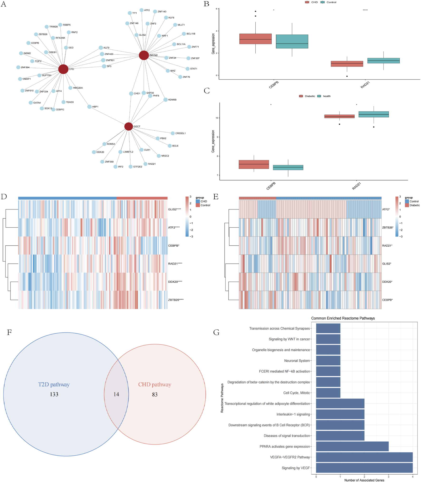 Panel A shows a network diagram with red hubs and connecting nodes. Panel B is a box plot comparing gene expression between CHD and control groups. Panel C is a box plot comparing gene expression between diabetic and healthy groups. Panel D is a heatmap showing gene expression levels in CHD versus controls. Panel E is a heatmap for diabetic versus healthy groups. Panel F uses a Venn diagram to highlight shared and unique elements between T2D and CHD pathways. Panel G is a bar chart of common enriched reactome pathways, highlighting gene counts associated with various pathways.
