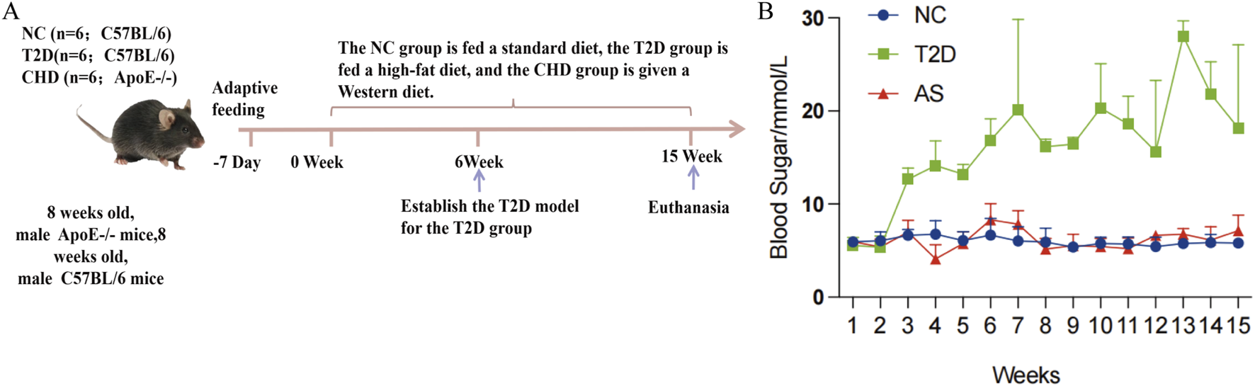 Diagram showing an experimental timeline and a line graph. Panel A details groups of mice: NC (C57BL/6 on a standard diet), T2D (C57BL/6 on a high-fat diet), and CHD (ApoE-/- on a Western diet), with a study duration from week zero to fifteen, culminating in euthanasia. Panel B is a line graph showing blood sugar levels in mmol/L over weeks for NC, T2D, and AS groups, with T2D having significantly higher levels.
