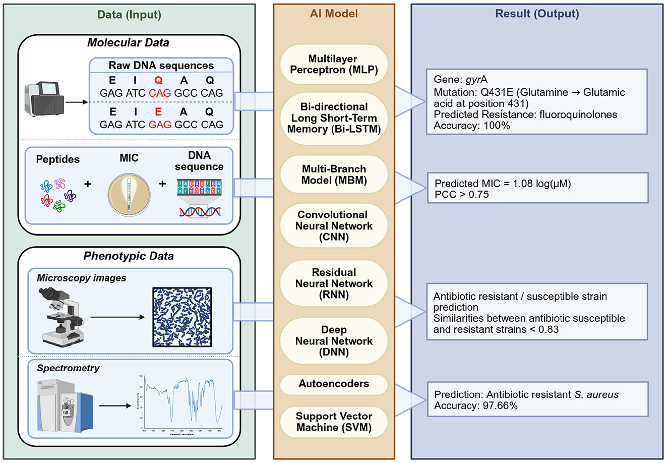 Diagram showing multiple AI-based approaches for antimicrobial resistance prediction. It includes three columns: input, AI model, and result output. Molecular and phenotypic data are fed into AI models, such as multilayer perceptrons and neural networks, predicting gene mutations, MIC levels, resistance traits, and antibiotic resistance with high accuracy.
