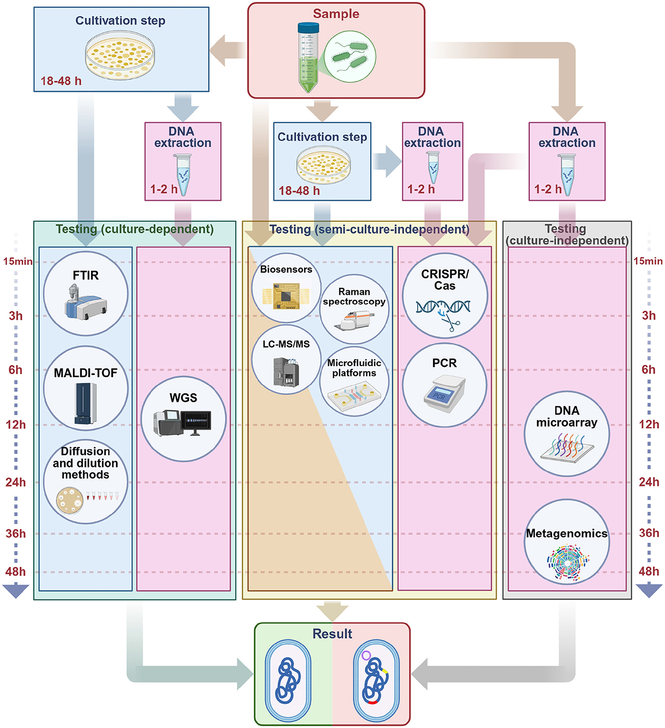 Flowchart illustrating sample testing processes, divided into culture-dependent, semi-culture-independent, and culture-independent methods. Includes cultivation, DNA extraction, and testing phases, showing techniques like PCR, MALDI-TOF, WGS, CRISPR/Cas, and metagenomics. Each method details its duration, ranging from fifteen minutes to forty-eight hours, with results indicated at the bottom.