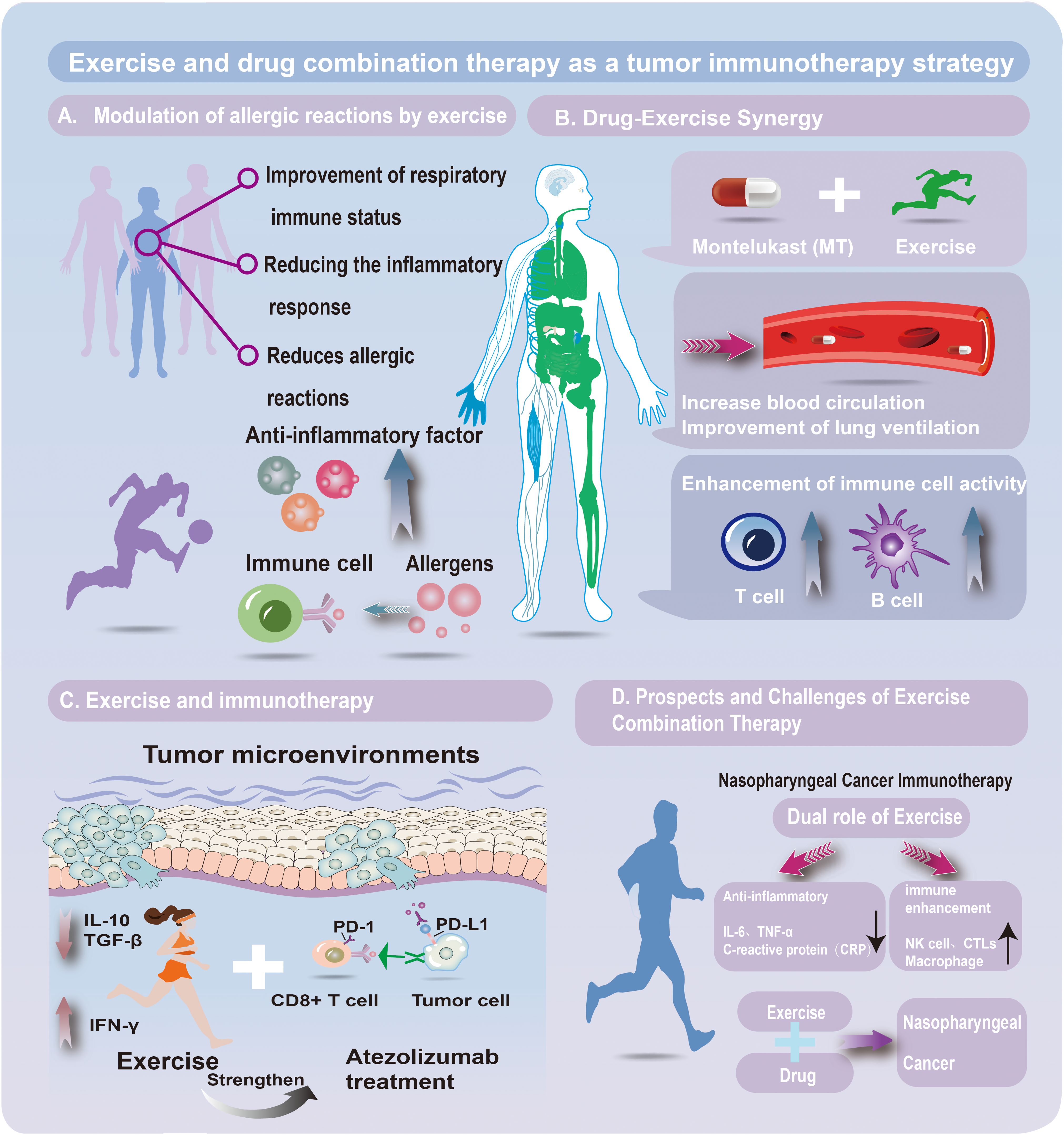 Chart illustrating exercise and drug combination therapy as a tumor immunotherapy strategy. Sections A and B show modulation of allergic reactions and drug-exercise synergy, highlighting improved immune and respiratory functions, and increased blood circulation. Section C emphasizes exercise with immunotherapy, enhancing tumor microenvironments. Section D discusses prospects and challenges, focusing on nasopharyngeal cancer immunotherapy and the dual role of exercise in anti-inflammatory and immune enhancement. Key elements include Montelukast, immune cells, allergens, and exercise benefits.