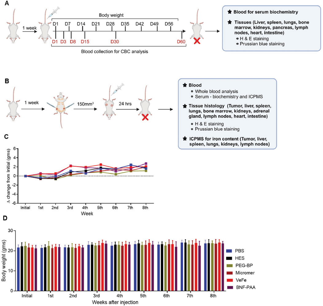 Diagram showing an experimental timeline and results for a study involving mouse models. Panel A outlines blood collection for analysis on specific days and endpoints for serum biochemistry and tissue staining. Panel B details tumor injection and subsequent blood, tissue histology, and ICPMS analysis for iron content at designated times. Panel C presents a line graph of weight changes over weeks post-injection, labeled with different treatments. Panel D displays a bar chart of body weights over eight weeks post-injection, with bars color-coded for different treatment groups.