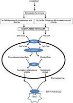 Frontiers | Metabolic Interplay between Peroxisomes and Other