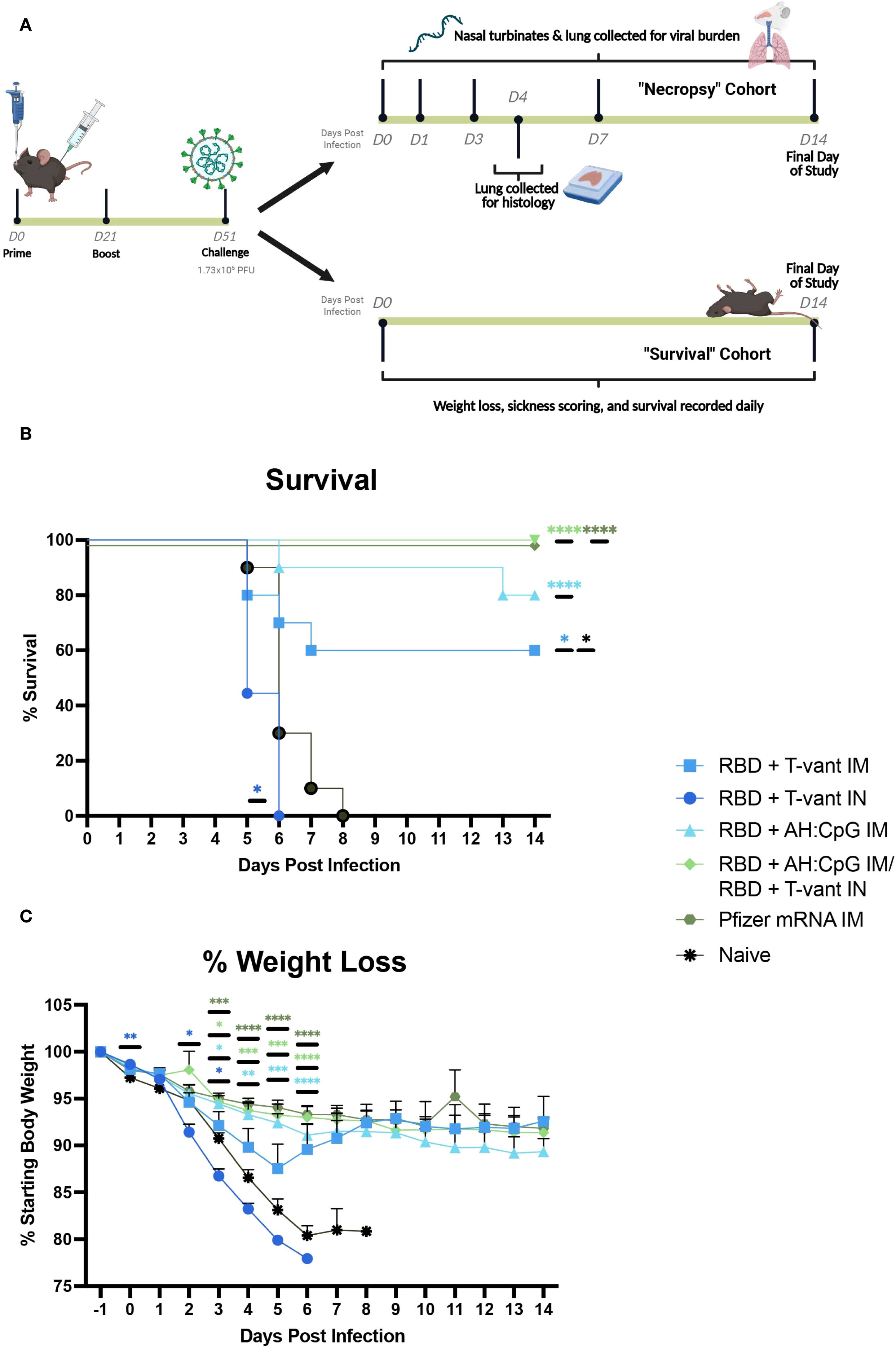 (A) Diagram showing the experimental timeline for a study on mice with prime, boost, and challenge phases, leading to two cohorts: “Necropsy” and “Survival.” (B) Survival graph displaying percent survival over 14 days post-infection for various immunization strategies, with multiple statistical significance indicators. (C) Graph of percentage weight loss over 14 days post-infection, showing different trends for each immunization method, with various significance markers. Legend includes different vaccination approaches like RBD with T-vant, Pfizer mRNA, and naive group.