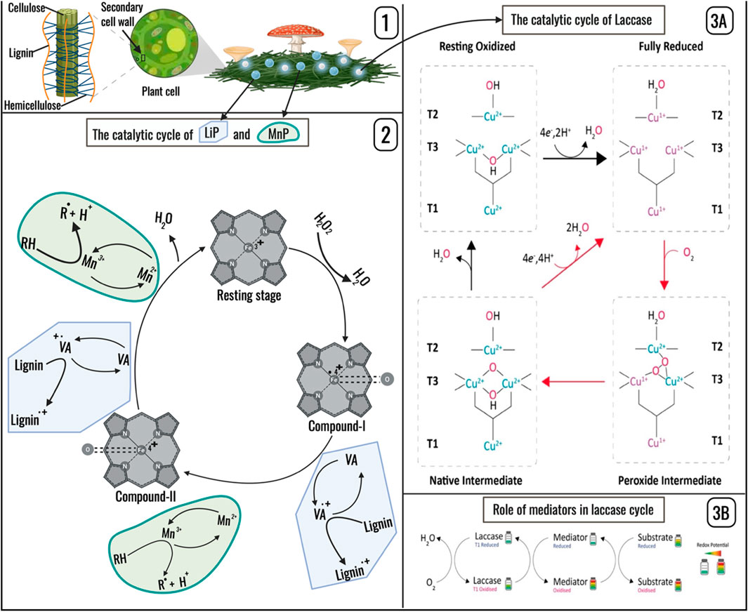 Diagram illustrating lignin degradation processes. Panel 1 depicts cell wall structure, indicating the relative positions of cellulose, hemicellulose, and lignin, highlighting the protective role of lignin. Panel 2 shows the catalytic cycles of lignin peroxidase (LiP) and manganese peroxidase (MnP), detailing stages from resting to compounds I and II involving manganese and lignin reactions. Panel 3A presents the laccase cycle, transitioning from oxidized to reduced states, with copper ions intermediates. Panel 3B illustrates mediator roles in the laccase cycle, emphasizing redox processes. Arrows indicate reaction flows, and molecular structures are displayed throughout.