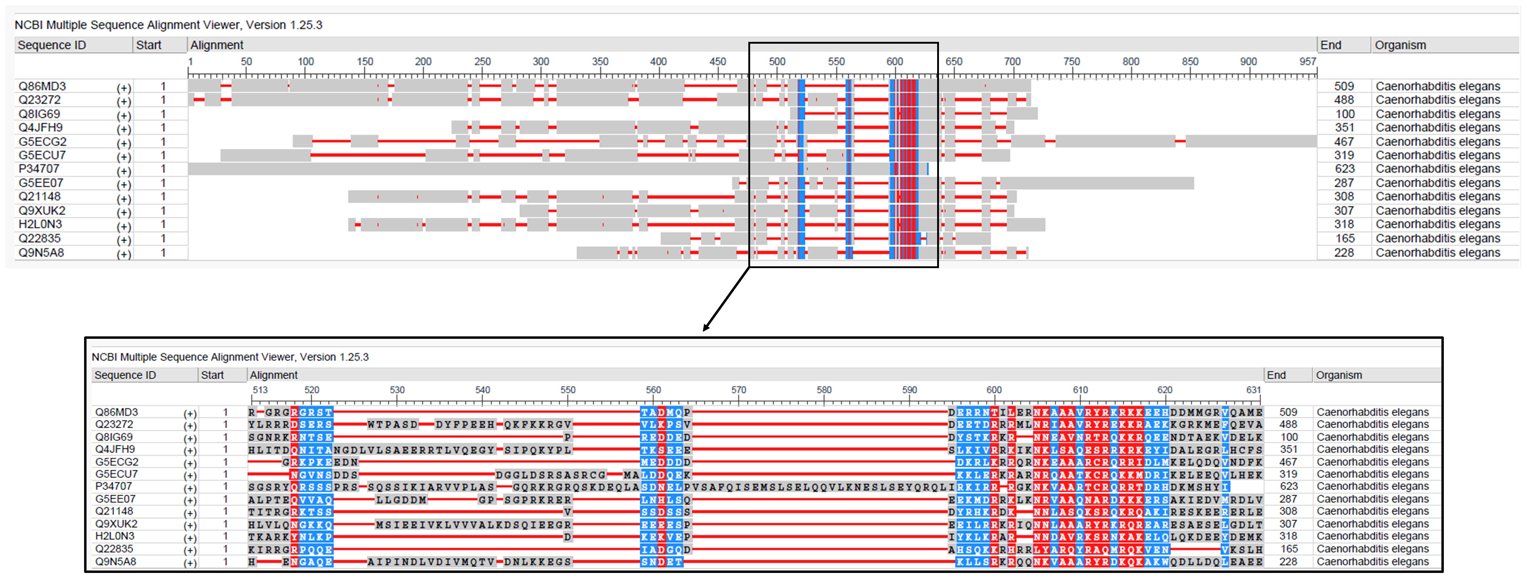 Multiple Sequence Alignment Viewer displays protein sequence alignments from Caenorhabditis elegans using NCBI Version 1.25.3. Sequences are aligned horizontally with colored regions indicating sequence identity and differences, specifically highlighted around positions 513-631. Each sequence ID corresponds to an organism name, with sequence lengths varying up to 623 amino acids. Detailed alignment data is enlarged below, showing specific amino acids and alignment positions.