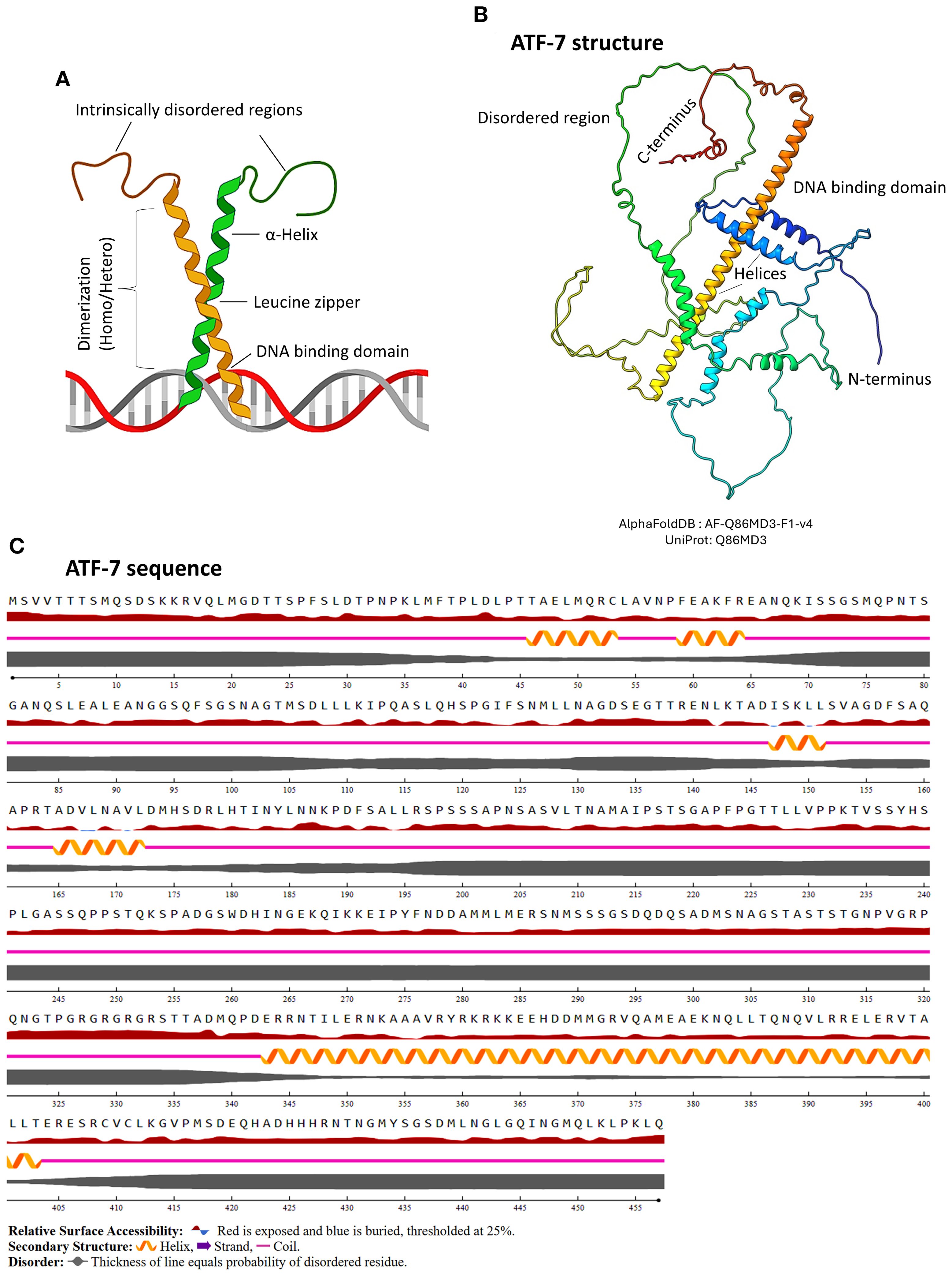 Panel A shows dimerization, helix, leucine zipper, and DNA binding domains interacting with a DNA strand of bZIP protein. Panel B illustrates the 3D structure of ATF-7 highlighting the C-terminus, N-terminus, helices, DNA binding domain, and disordered regions. Panel C displays the ATF-7 amino acid sequence with annotations on secondary structures, showing helices and strands alongside exposed and buried residues, based on relative surface accessibility.