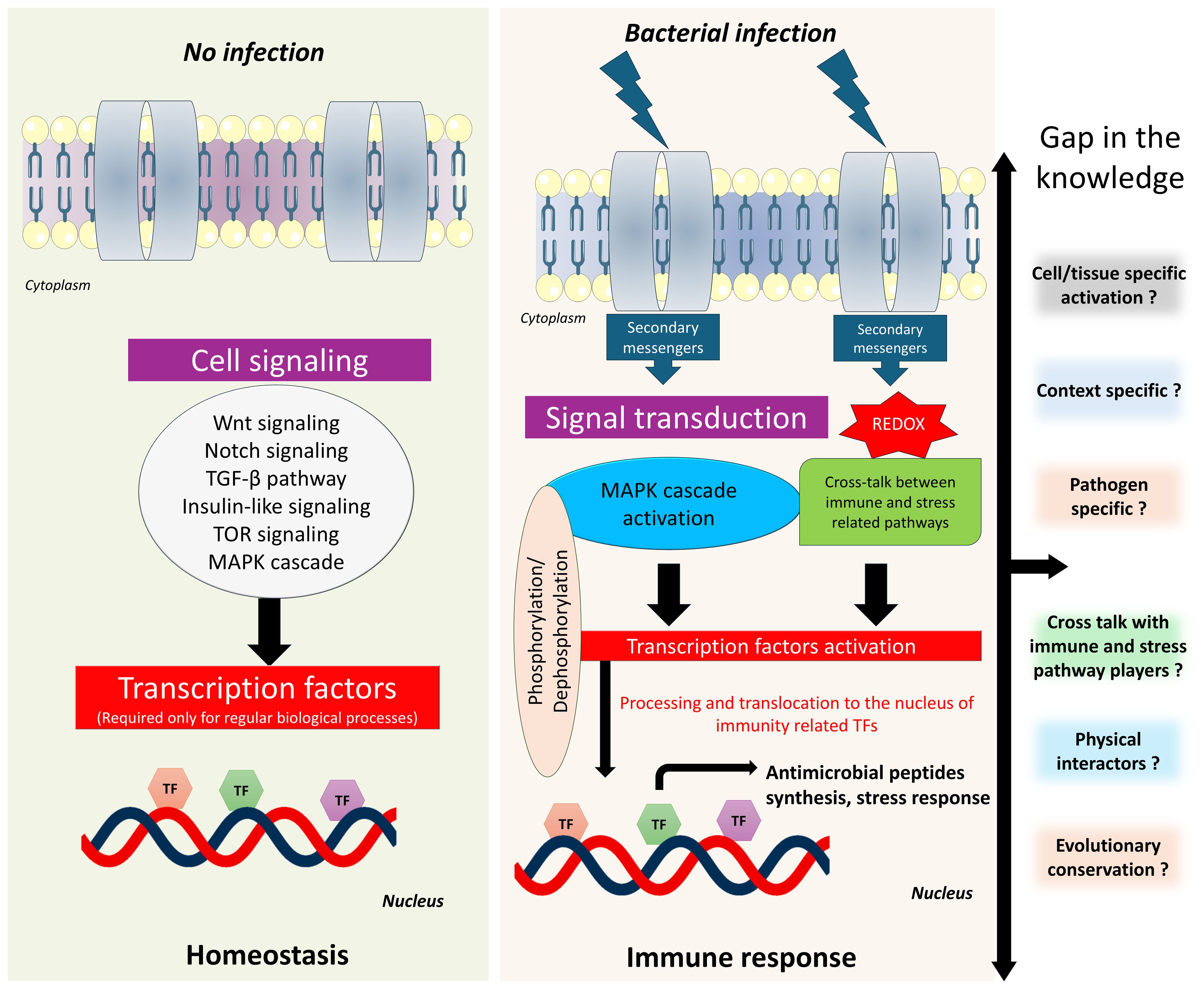 Diagram comparing cell signaling with and without bacterial infection. On the left, “No infection” shows a pathway involving Wnt signaling and others leading to transcription factors for homeostasis. On the right, “Bacterial infection” shows secondary messengers activating pathways, including MAPK, leading to transcription factor activation for immune response. A list on the right highlights gaps in knowledge like cell-specific activation and evolutionary conservation.