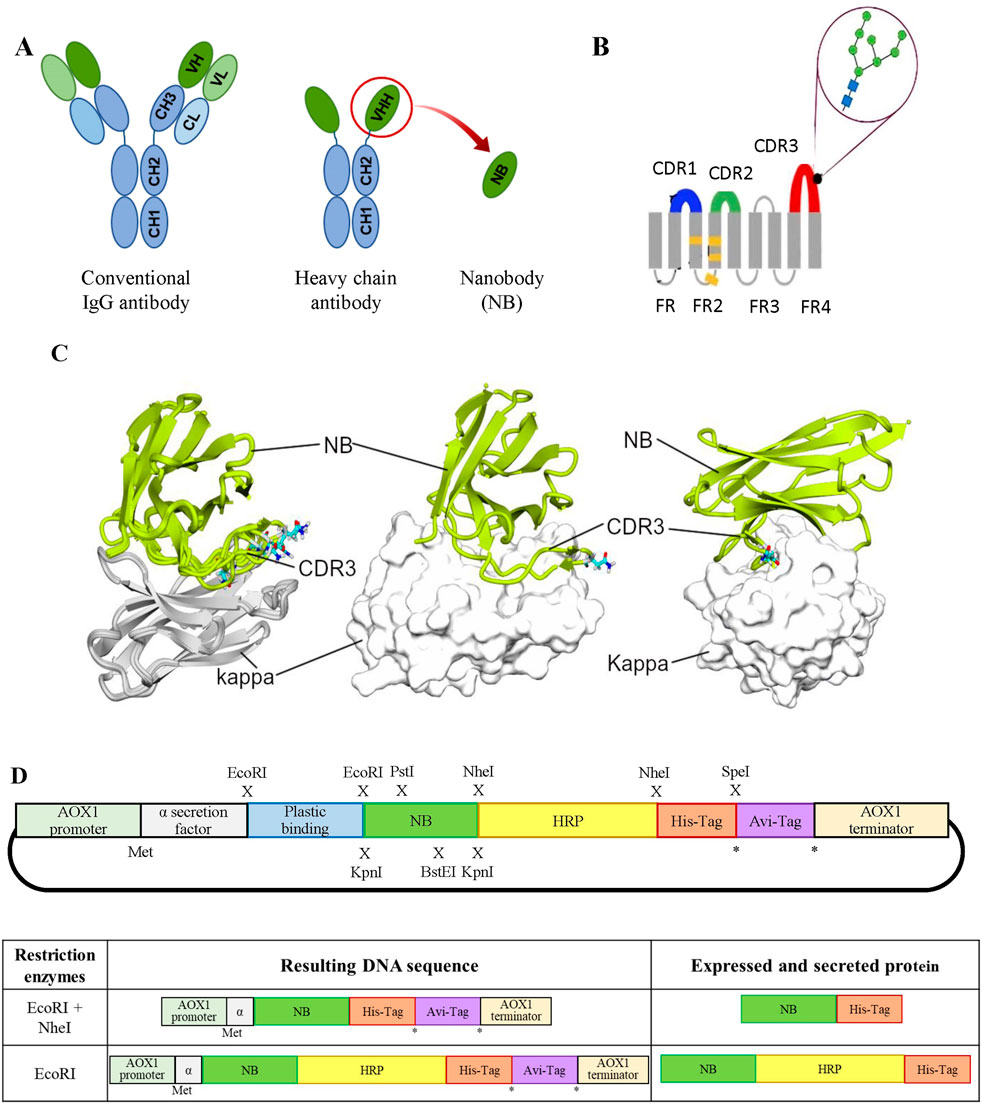 Diagram with four panels representing antibody structures and gene expression techniques. Panel A compares a conventional IgG antibody, a heavy chain antibody, and a nanobody. Panel B illustrates the nanobody structure, highlighting complementarity-determining regions (CDRs). Panel C shows 3D models of nanobodies binding to kappa proteins, focusing on CDR3. Panel D depicts a DNA sequence map for protein expression of NBs fused to different accesory peptides, which are generated using restriction enzimes, detailing the incorporation of His-Tag and Avi-Tag for expressed proteins.