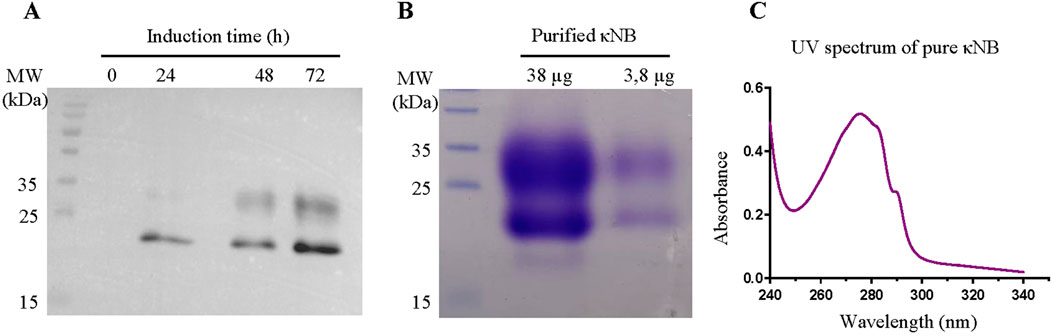 Panel A shows a protein gel with bands at different induction times, labeled in kilodaltons. Panel B displays a gel with lanes of purified κNB protein, showing distinct bands. Panel C is a UV spectrum graph for pure κNB, with absorbance peaking around 270 nanometers.