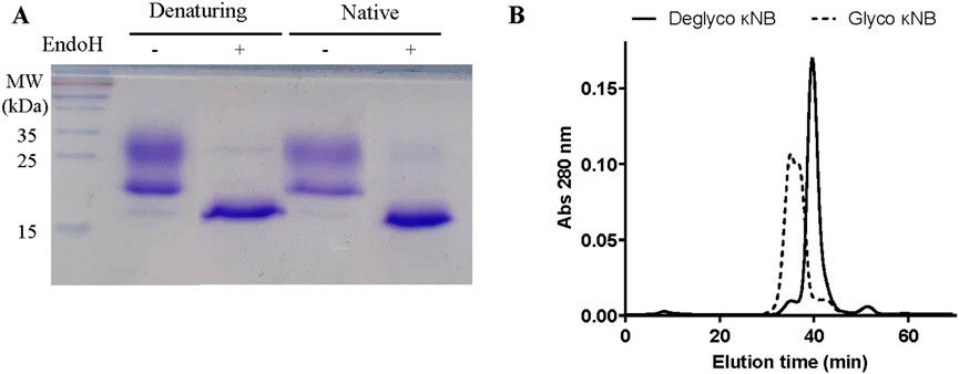 Panel A shows a gel image with protein bands trated or not with Endo H under denaturing and native conditions. Panel B is a line graph depicting the elution profile of deglycosylated and glycosylated kNB proteins. The x-axis represents elution time in minutes, and the y-axis represents absorbance at 280 nanometers. Solid and dashed lines distinguish between deglycosylated and glycosylated proteins.