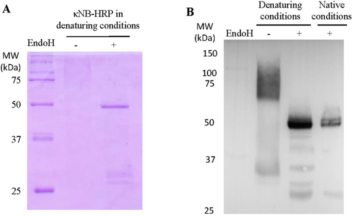Two panels showing a SDS-PAGE (A) and a western blot (B). Panel A depicts κNB-HRP under denaturing conditions with and without EndoH, showing distinct bands around 50 kDa. Panel B compares denaturing and native conditions with EndoH, displaying varying band intensities across different molecular weights from 25 to 150 kDa.