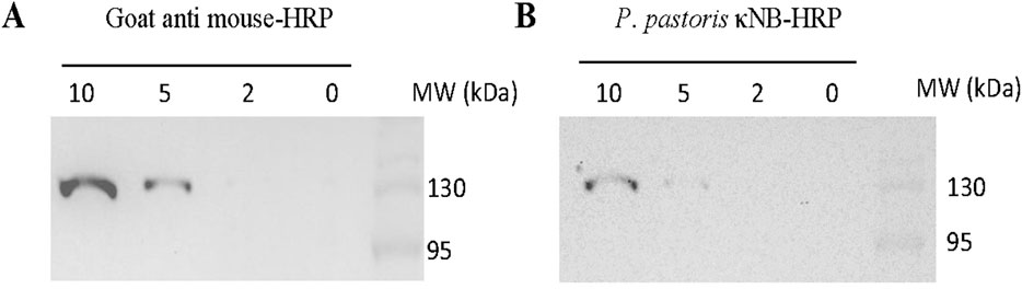 Western blot image showing two panels labeled A and B. Panel A, “Goat anti mouse-HRP,” displays protein bands with decreasing intensity from 10 to 0 kDa. Panel B, “P. pastoris κNB-HRP,” shows faint bands across similar molecular weights. Molecular weight markers indicate 130 and 95 kDa.